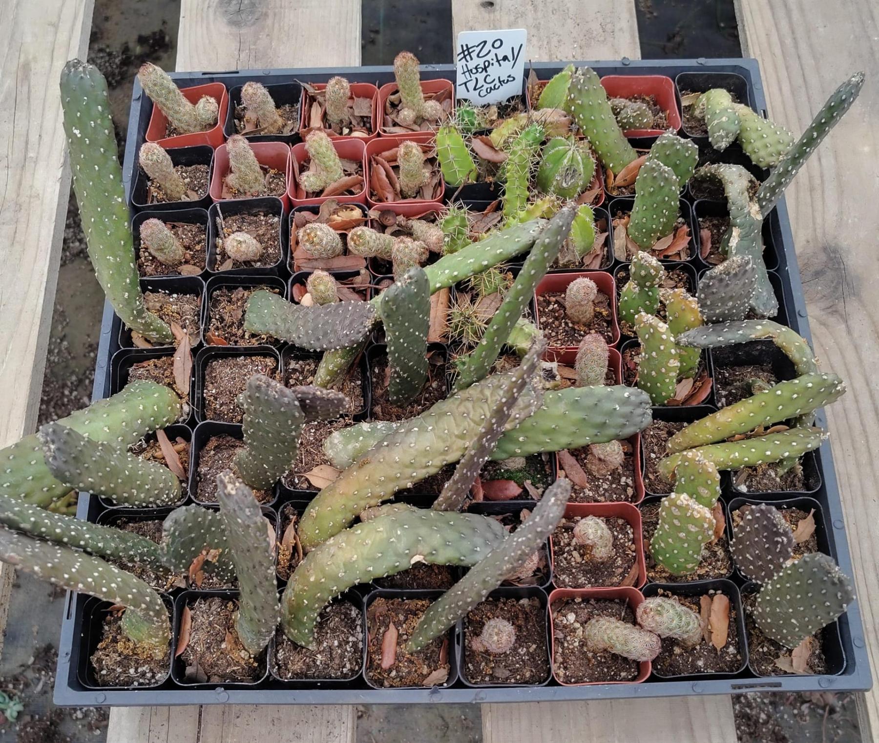 Facebook Succulent TLC Bargain SPECIAL Trays-Succulent - Small-The Succulent Source