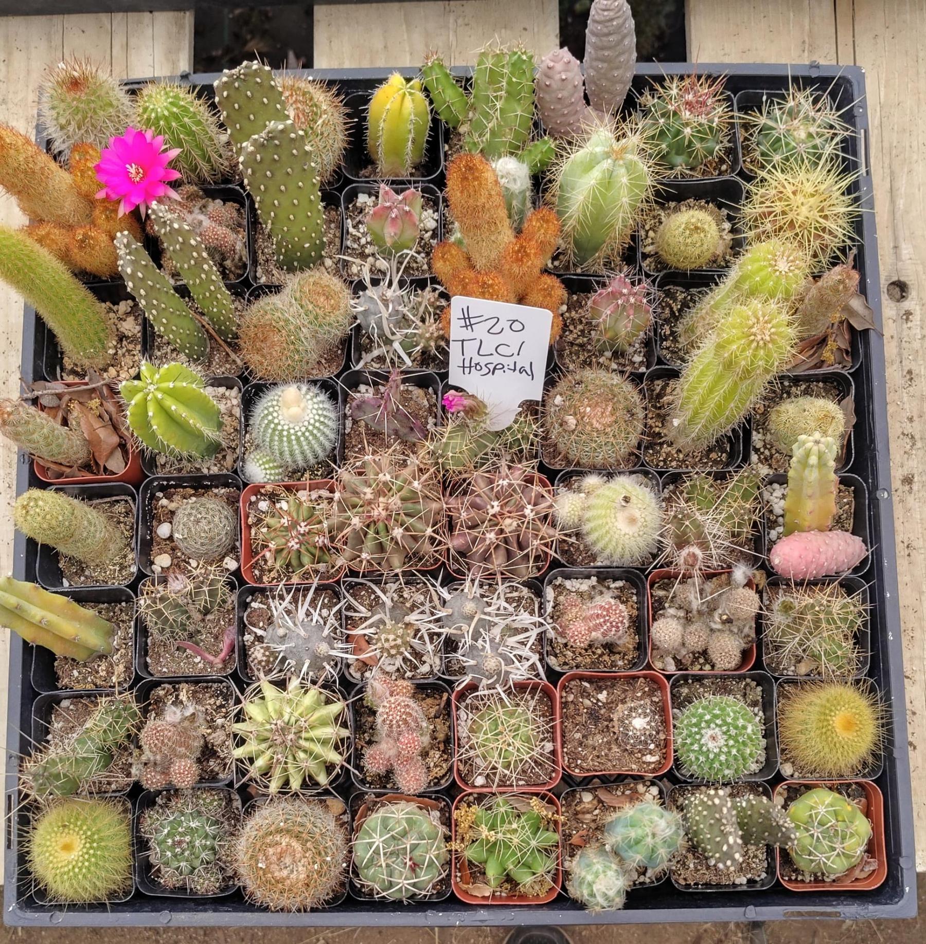 Facebook Succulents TLC Bargain SPECIAL Trays-Succulent - Small-The Succulent Source