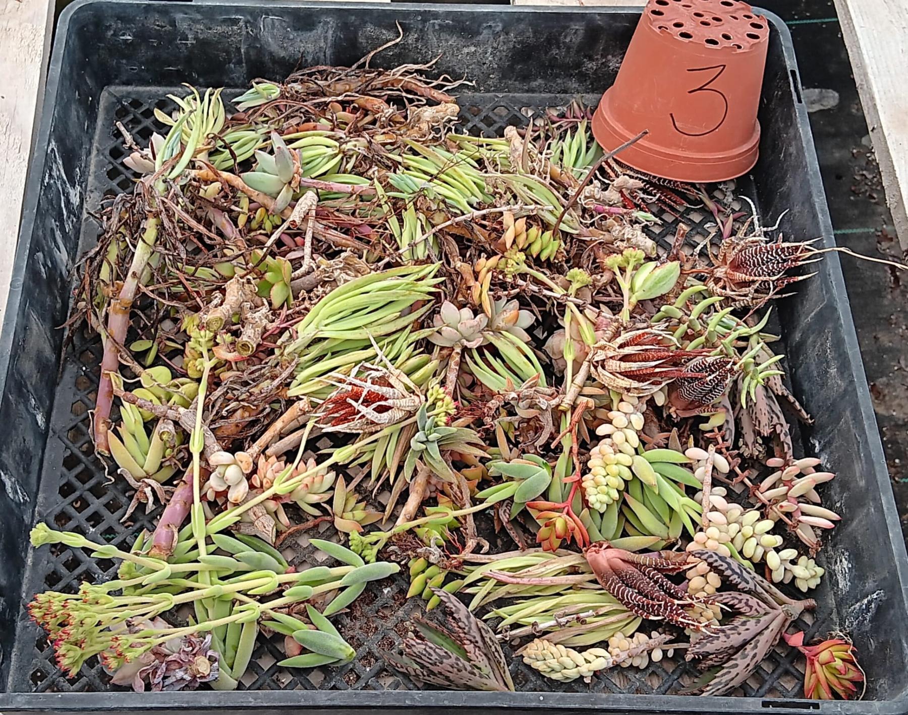 Facebook Succulents TLC Bargain SPECIAL Trays-Succulent - Small-The Succulent Source