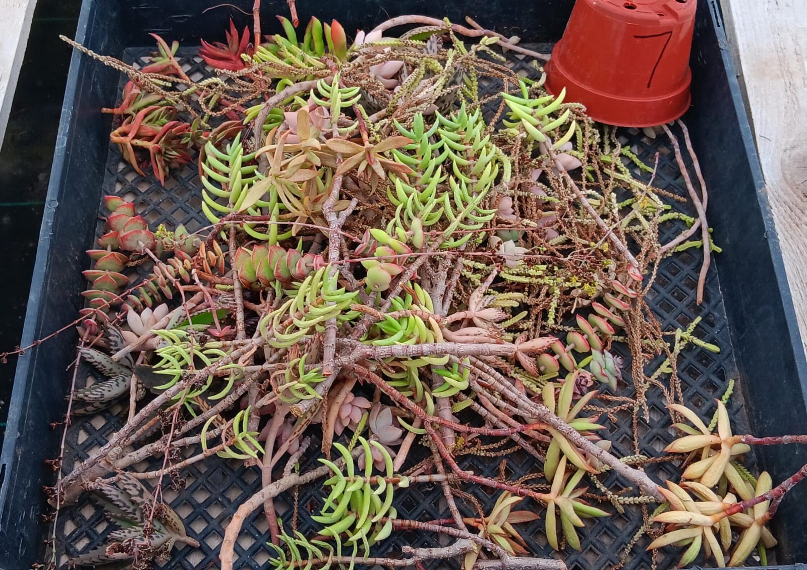 Facebook Succulents TLC Bargain SPECIAL Trays-Succulent - Small-The Succulent Source