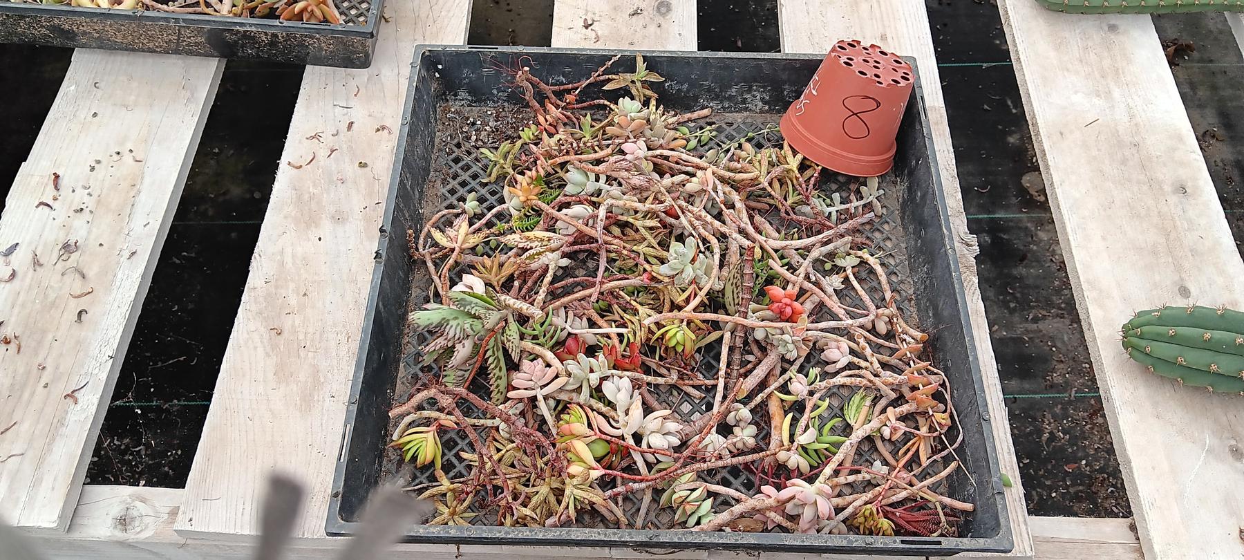 Facebook Succulents TLC Bargain SPECIAL Trays-Succulent - Small-The Succulent Source