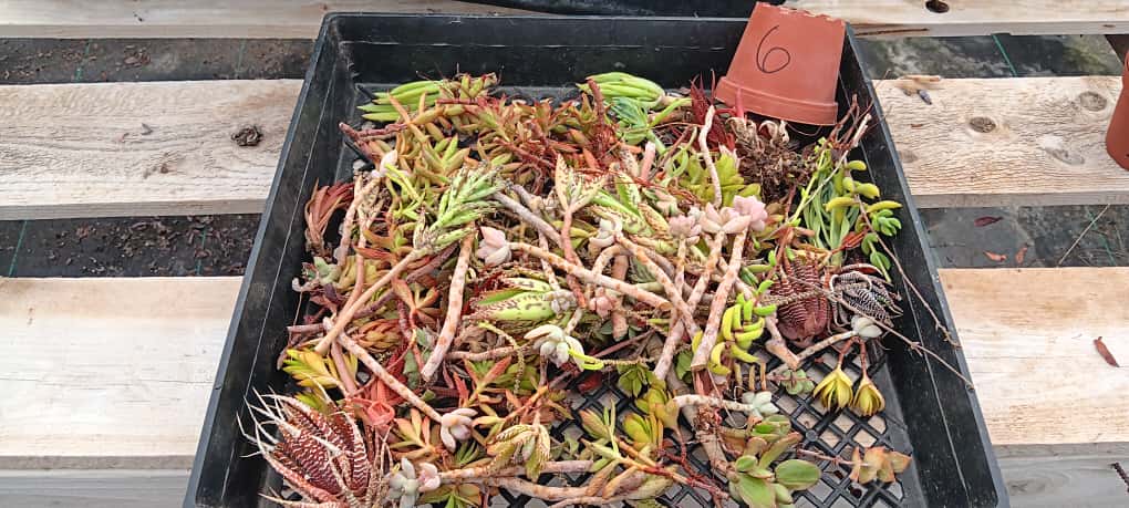 Facebook Succulent TLC Bargain SPECIAL Trays-Succulent - Small-The Succulent Source