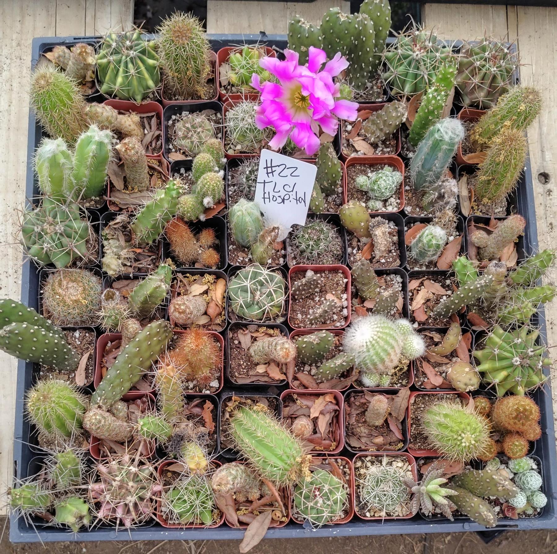 Facebook Succulents TLC Bargain SPECIAL Trays-Succulent - Small-The Succulent Source