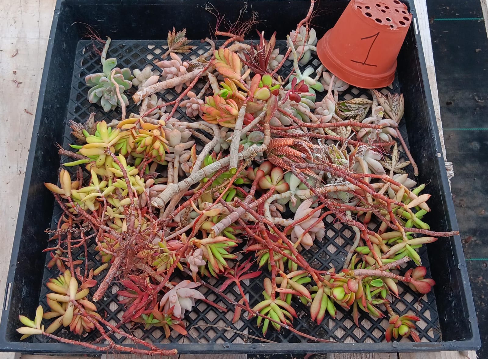 Facebook Succulents TLC Bargain SPECIAL Trays-Succulent - Small-The Succulent Source