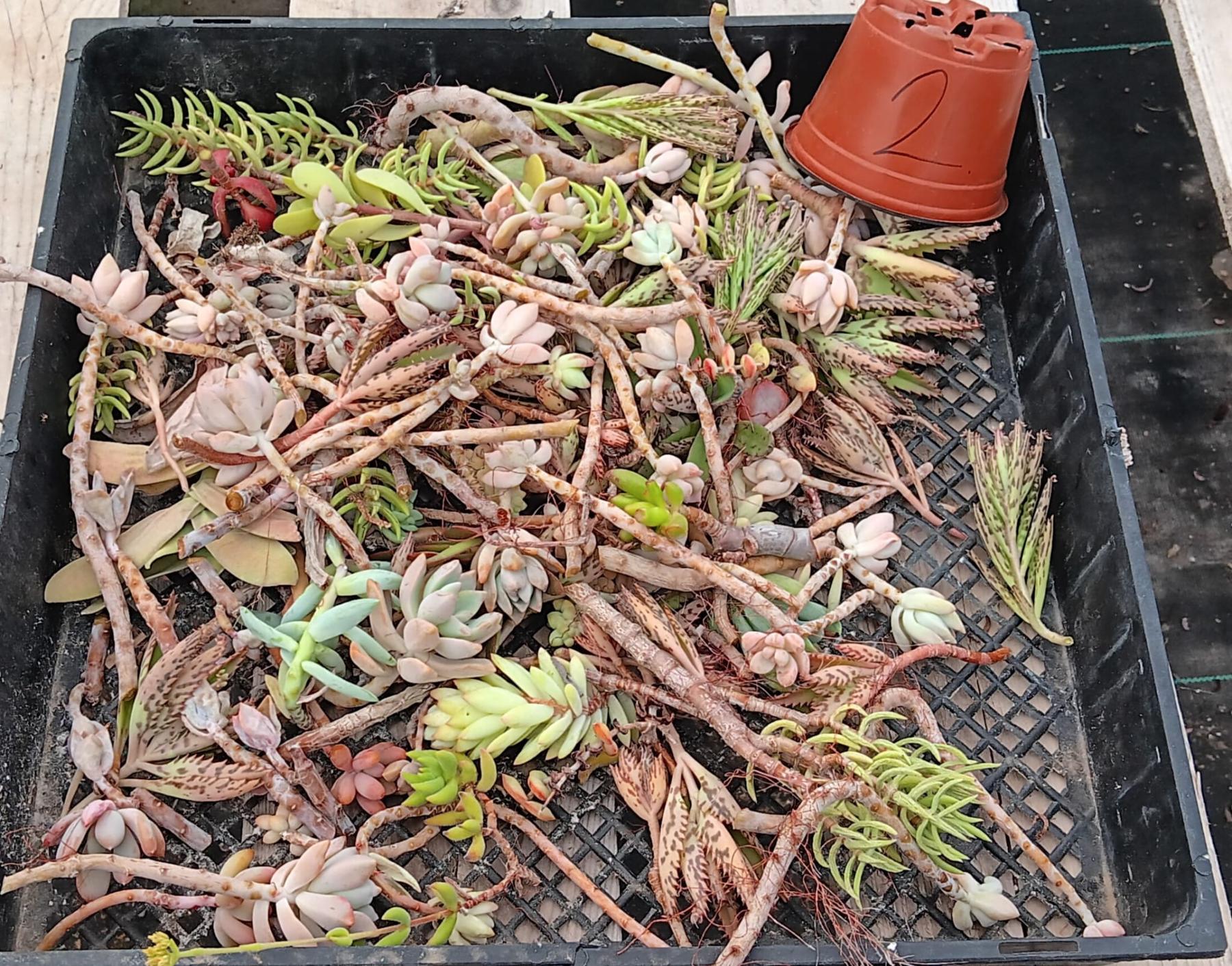 Facebook Succulents TLC Bargain SPECIAL Trays-Succulent - Small-The Succulent Source