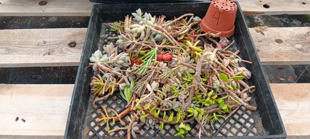 Facebook Succulent TLC Bargain SPECIAL Trays-Succulent - Small-The Succulent Source