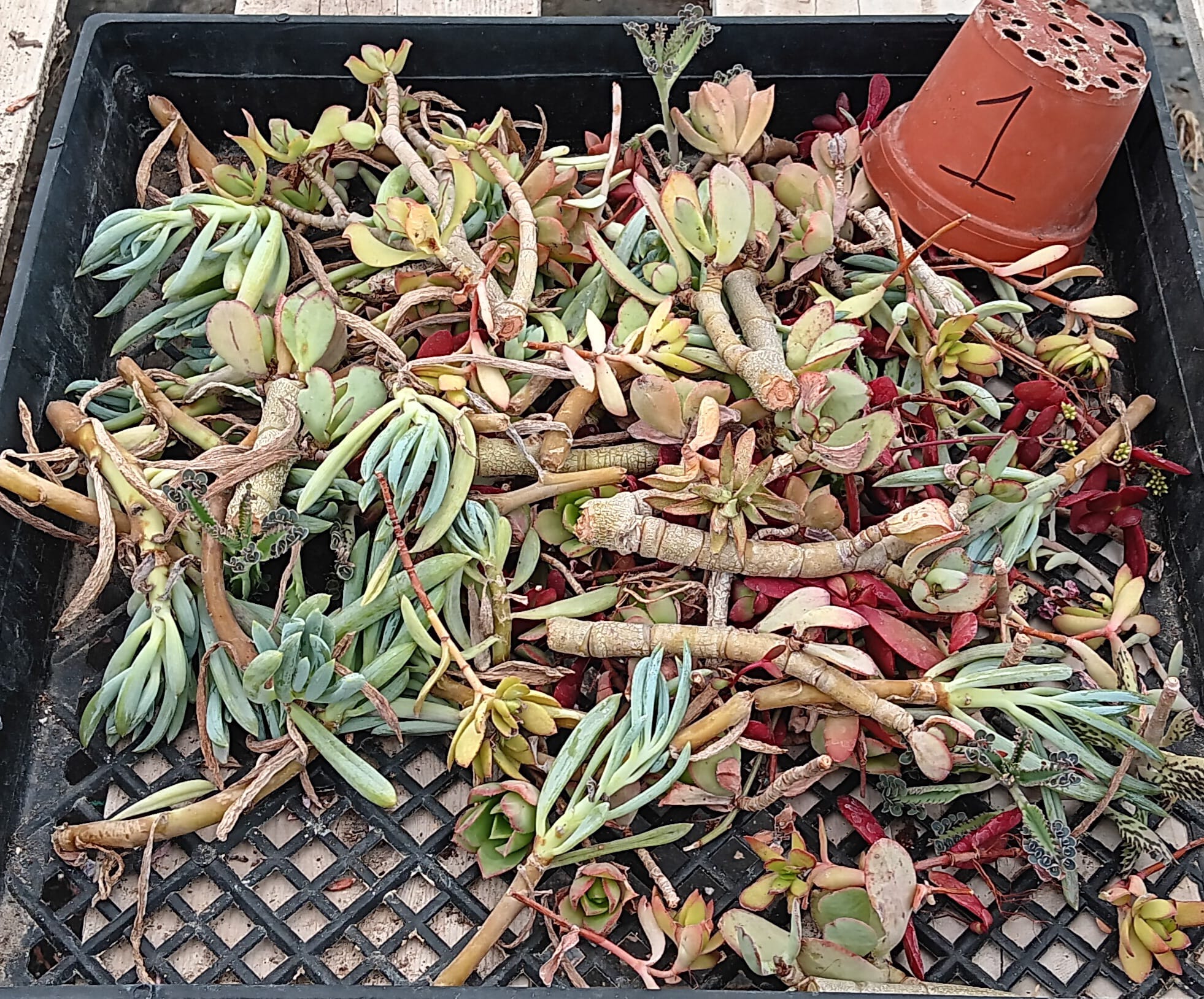 Facebook Succulent TLC SPECIALS-Succulent - Small-The Succulent Source