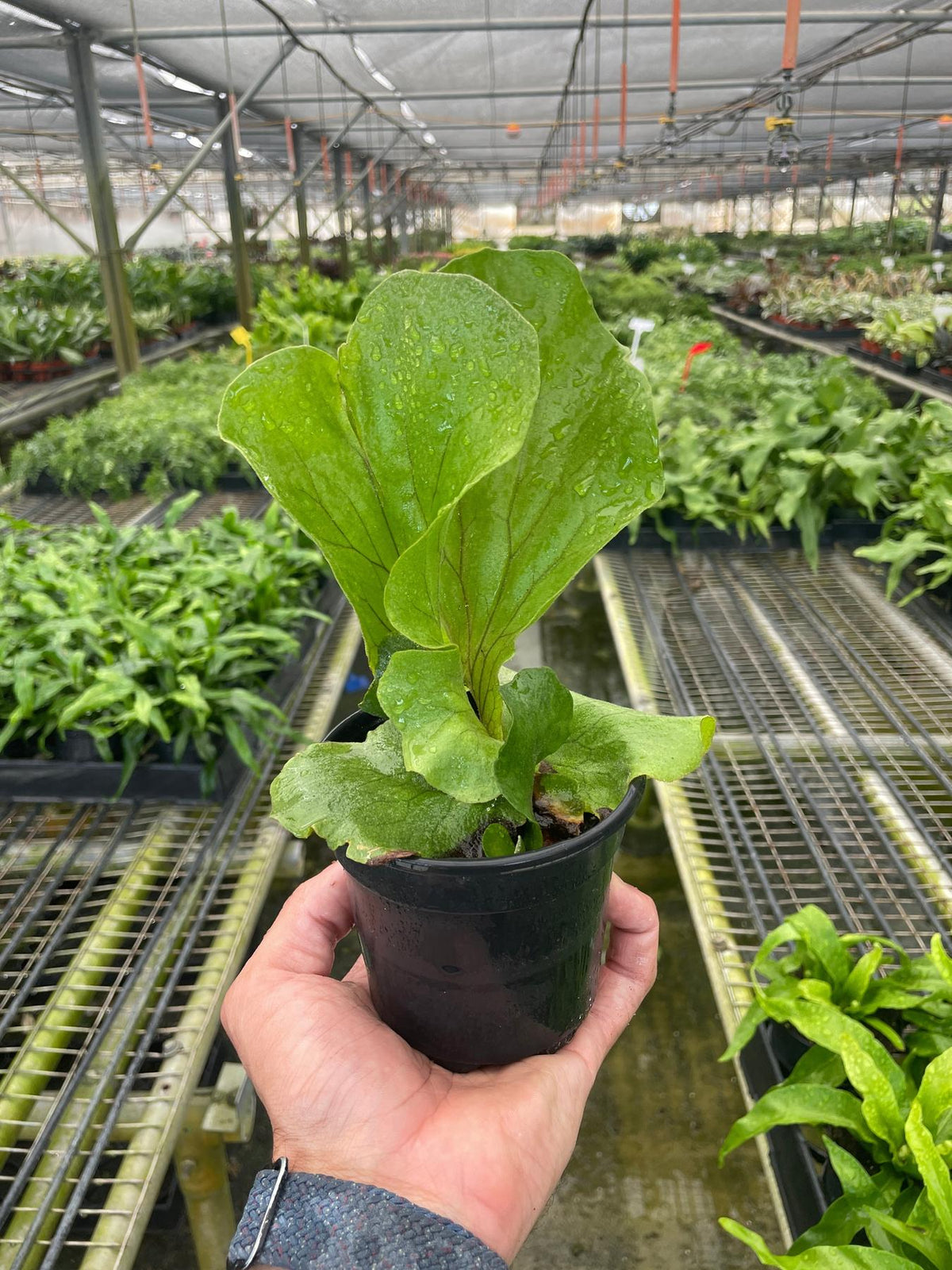 Fern 'Elephant'-6" Plant-The Succulent Source