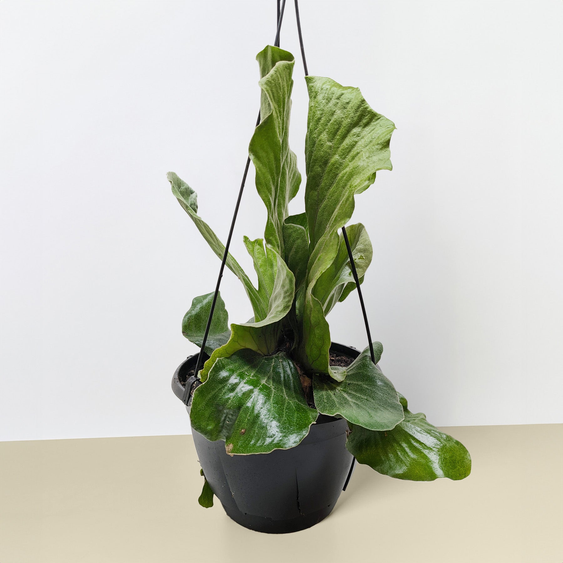 Fern 'Elephant'-6" Plant-The Succulent Source