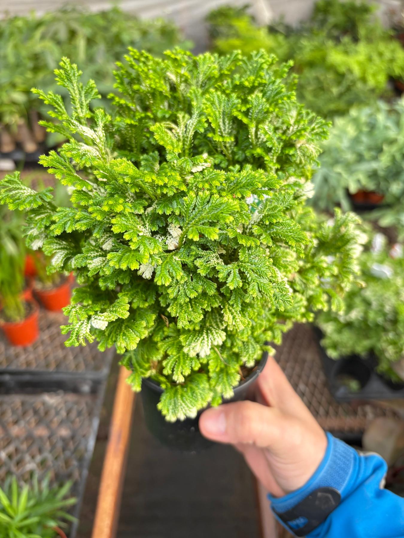 Fern 'Frosty'-Indoor Plants-The Succulent Source