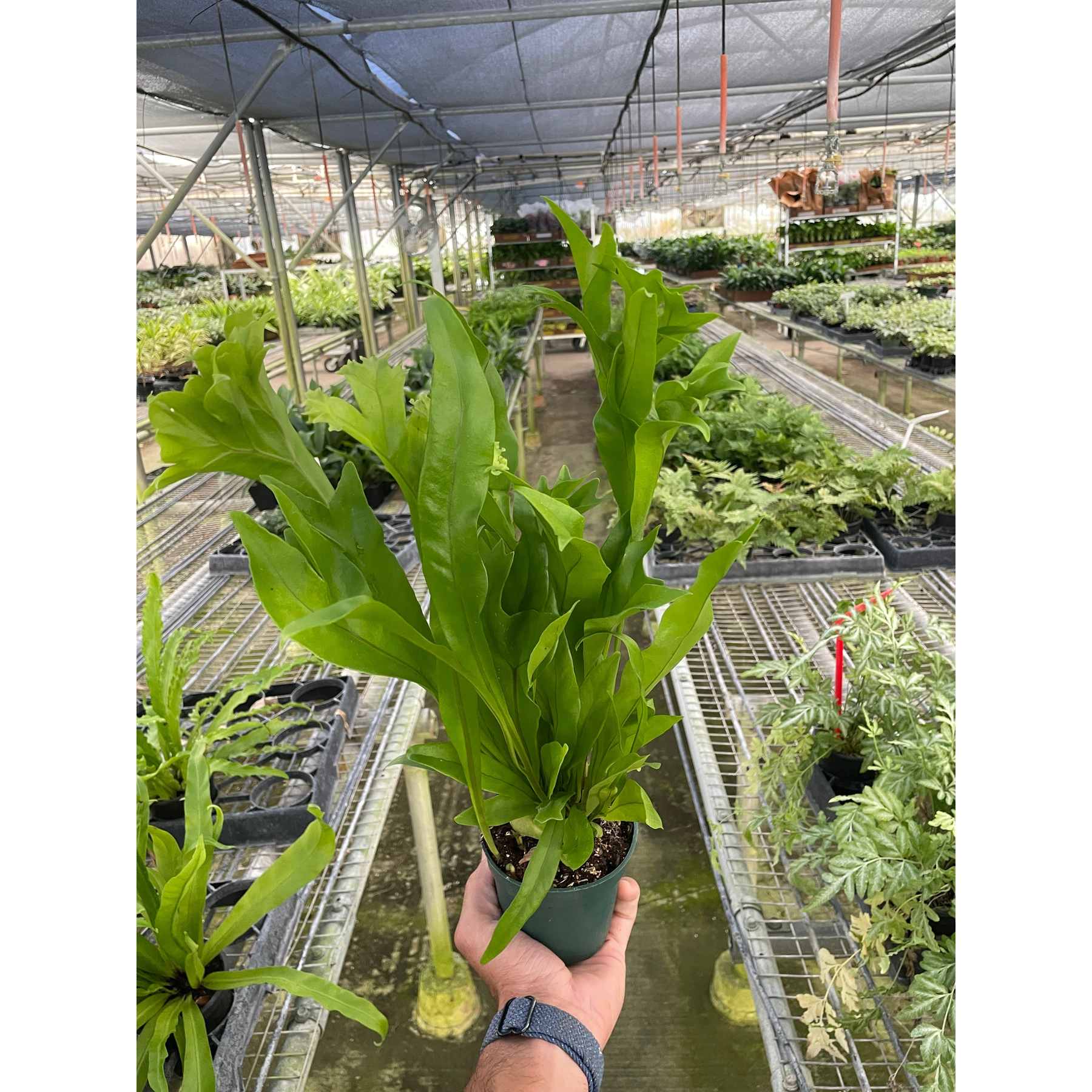 Fern 'Green Flame'-Indoor Plants-The Succulent Source