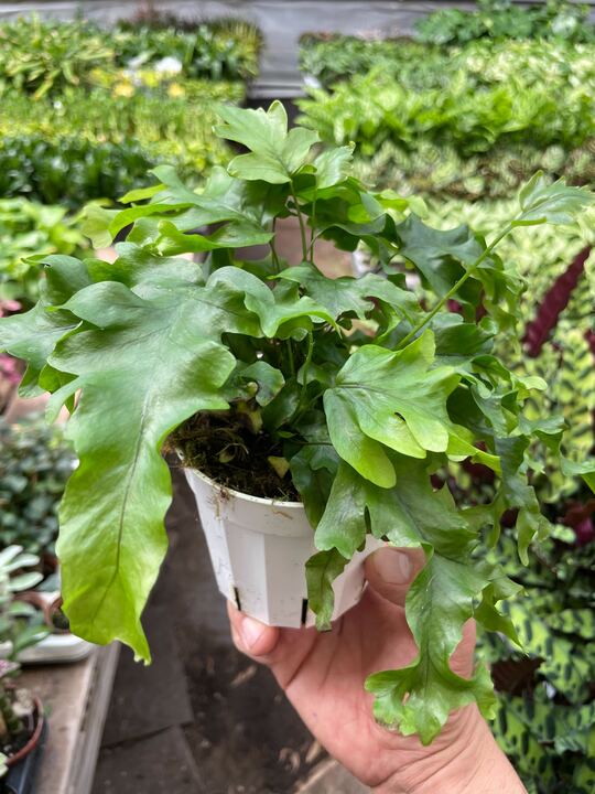 Fern 'Nicolas Diamond'-Indoor Plants-The Succulent Source
