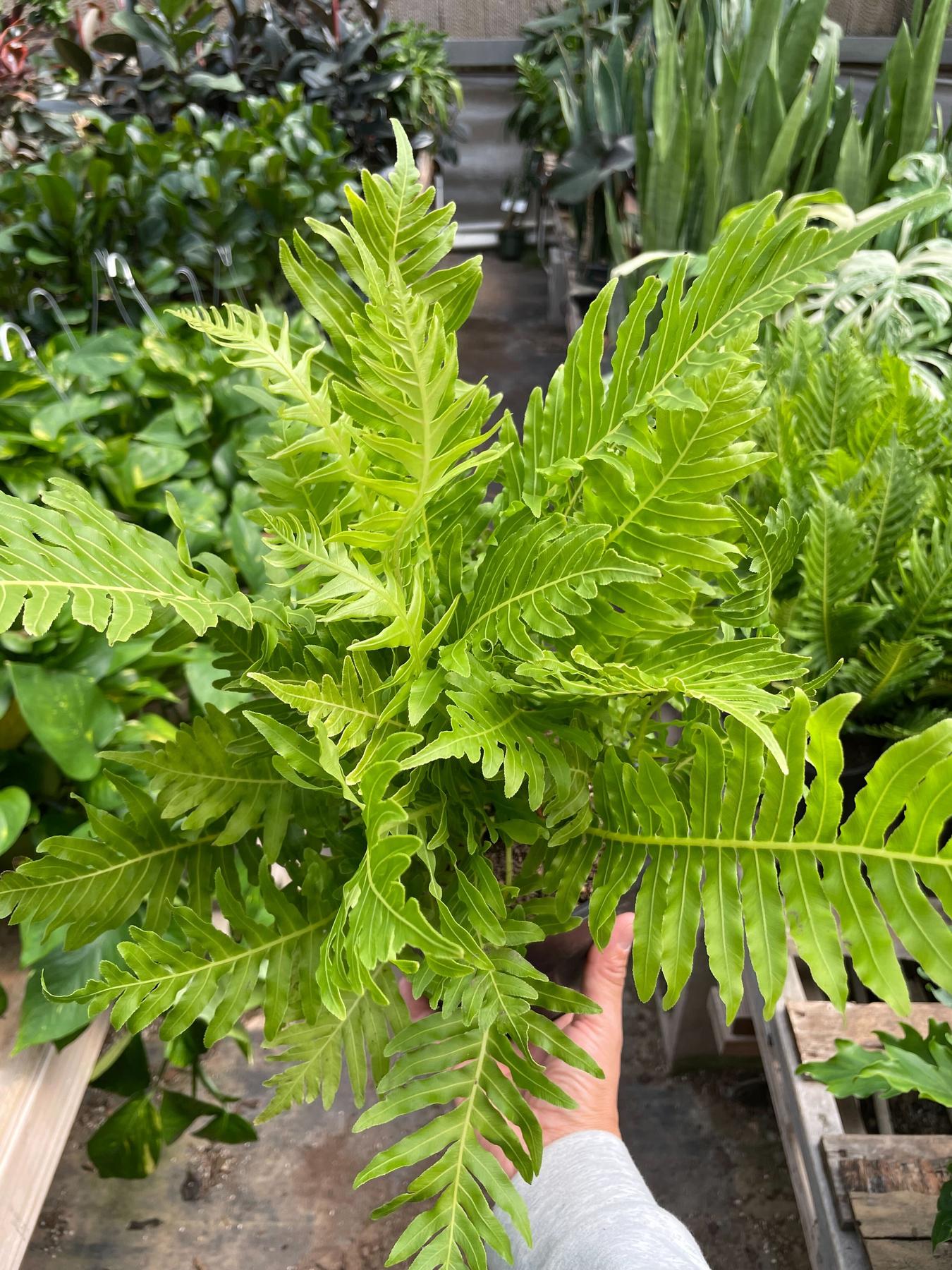 Fern Silver Lady - 6" Pot-Indoor Plants-The Succulent Source