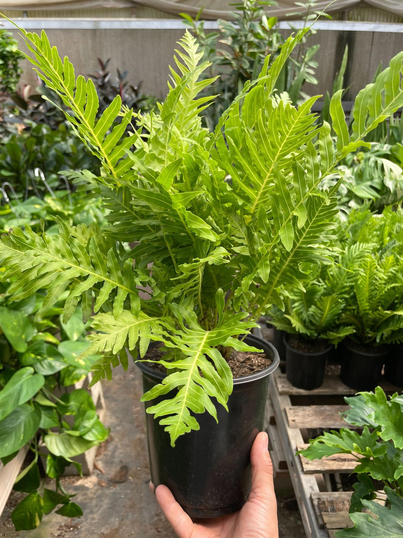 Fern Silver Lady - 6" Pot-Indoor Plants-The Succulent Source