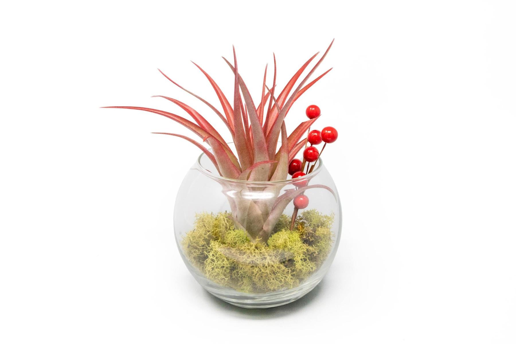 reindeer succulent Festive Terrarium with Green Reindeer Moss, Berry Sprig, & Tillandsia