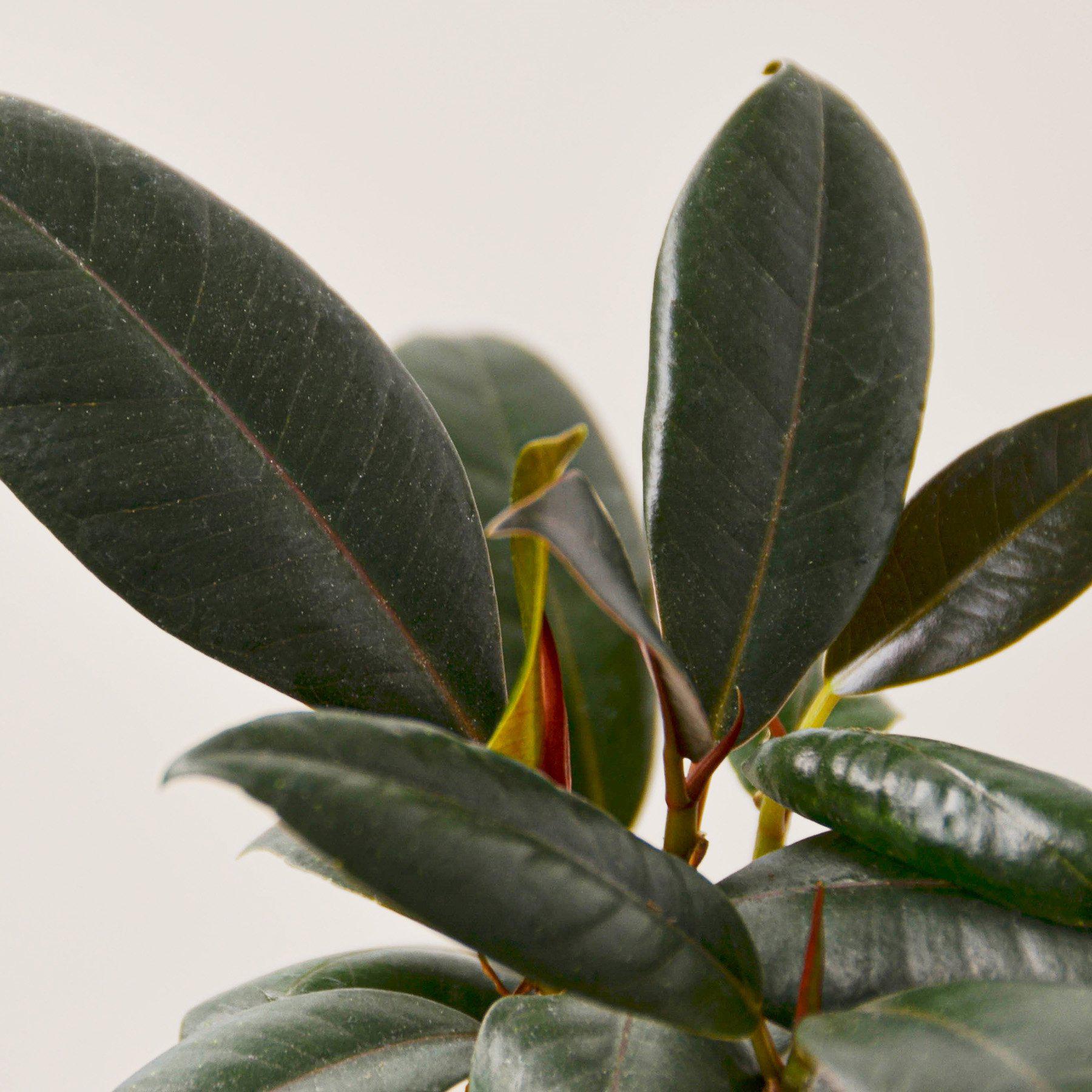 Ficus Elastica 'Burgundy'-Indoor Plants-The Succulent Source