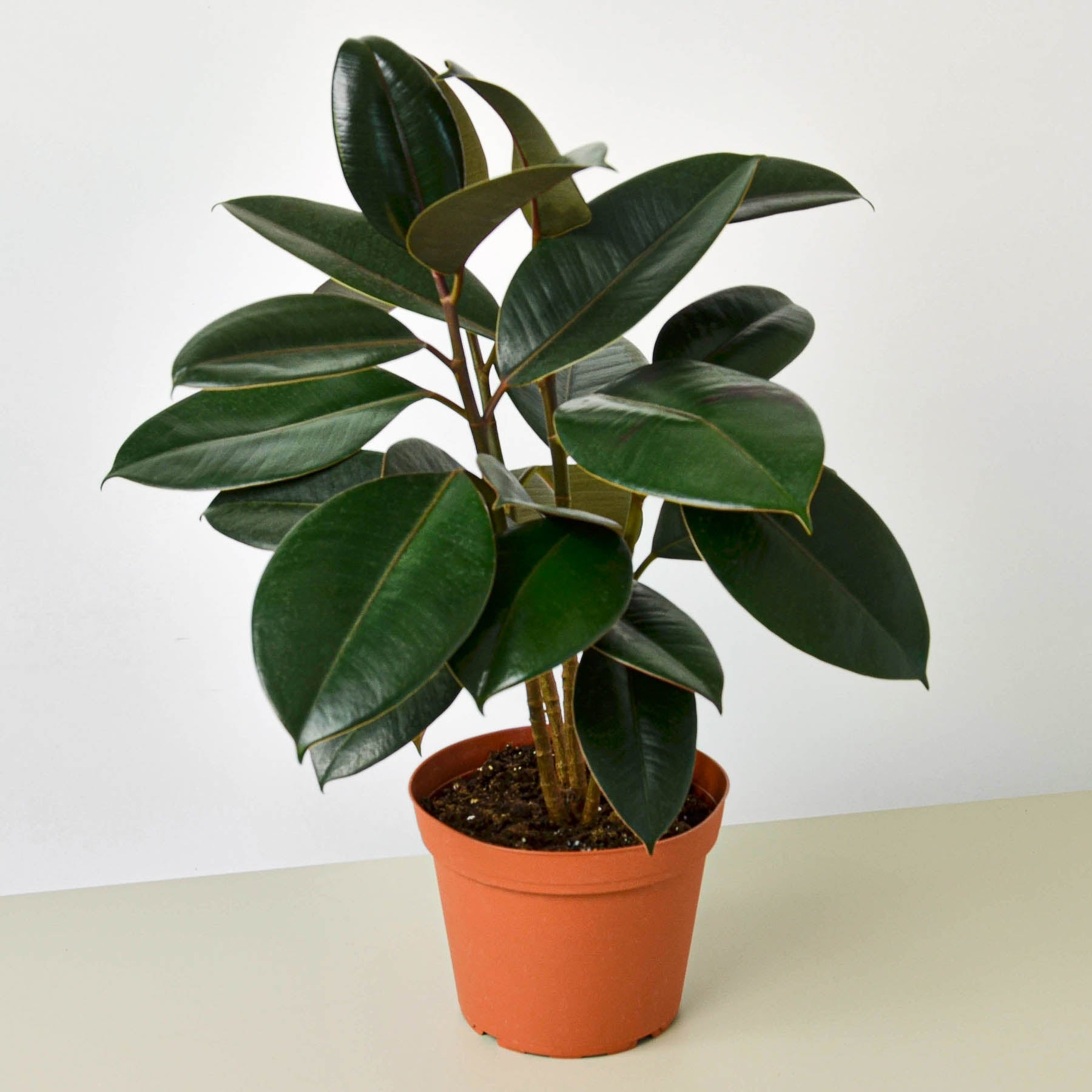 Ficus Elastica 'Burgundy'-Indoor Plants-The Succulent Source
