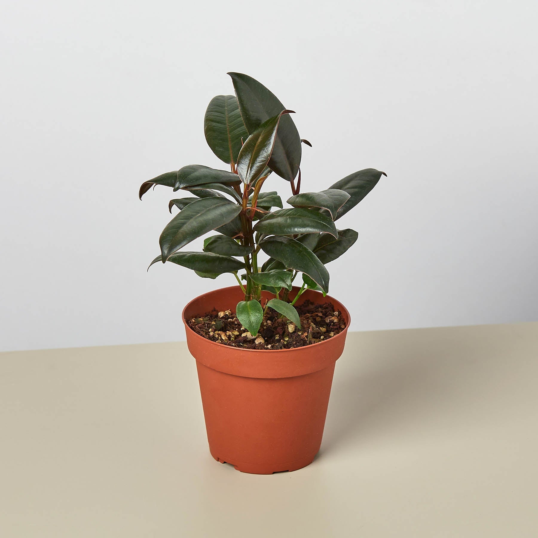 Ficus Elastica 'Burgundy'-Indoor Plants-The Succulent Source