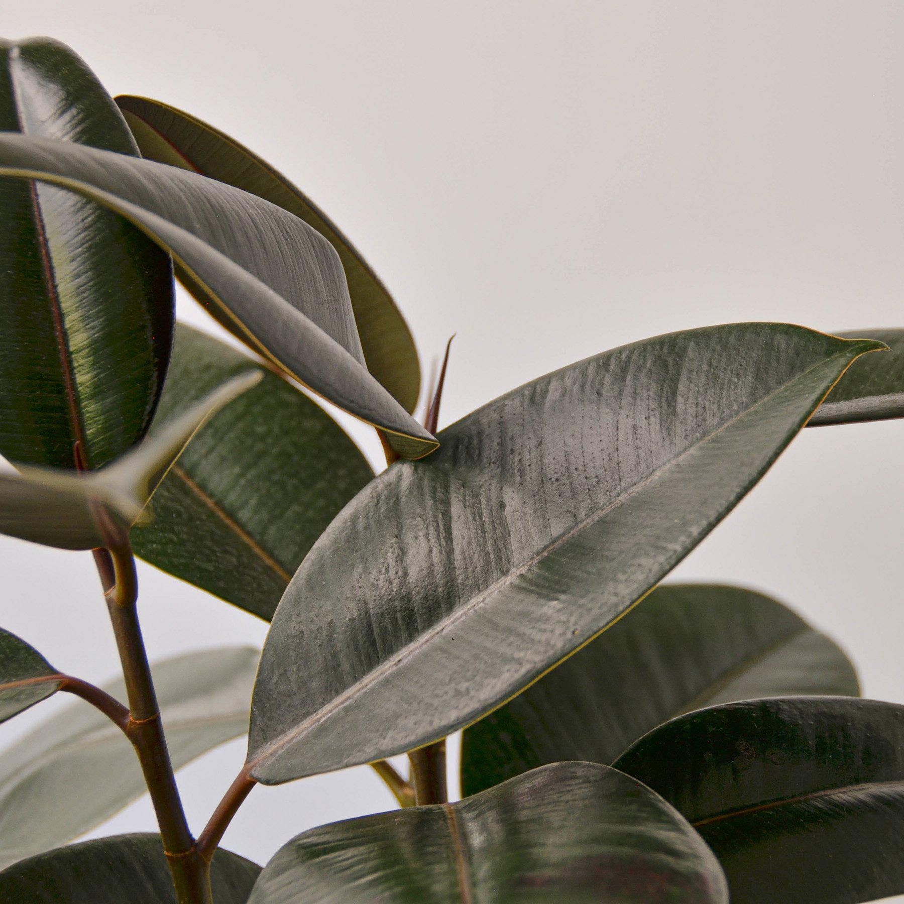 Ficus Elastica 'Burgundy'-Indoor Plants-The Succulent Source