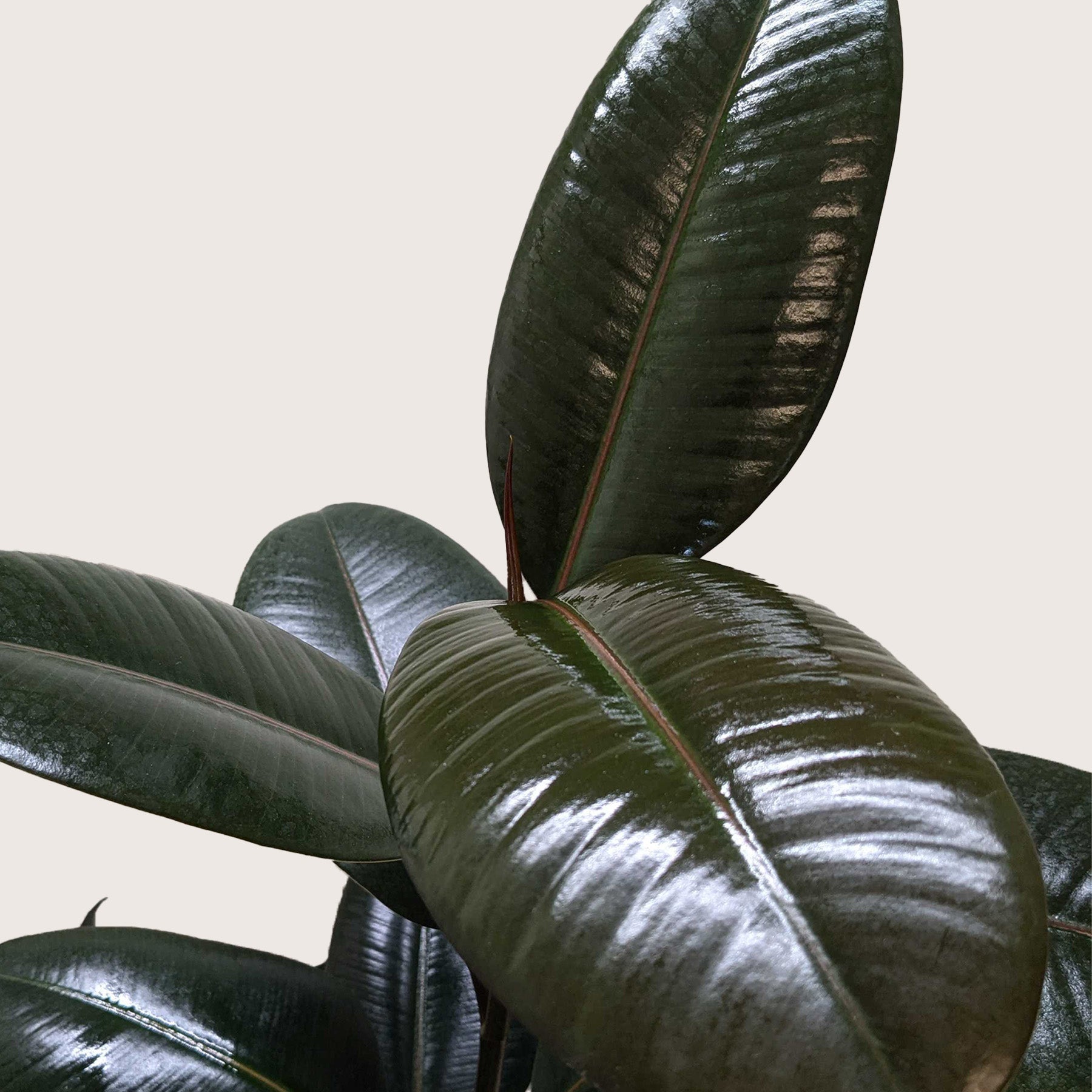 Ficus Elastica 'Burgundy'-Indoor Plants-The Succulent Source