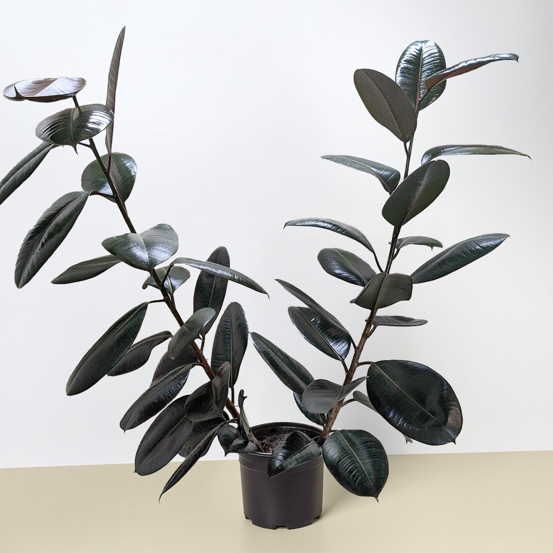 Ficus Elastica 'Burgundy'-Indoor Plants-The Succulent Source