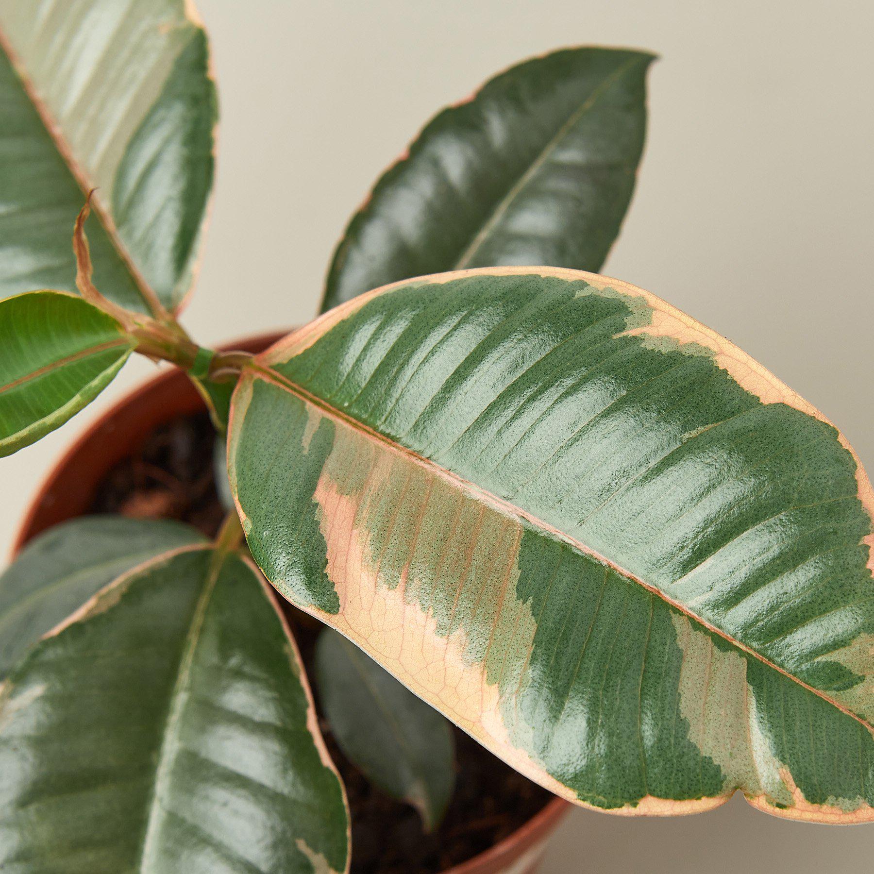 Ficus Elastica 'Ruby Pink'-Indoor Plants-The Succulent Source