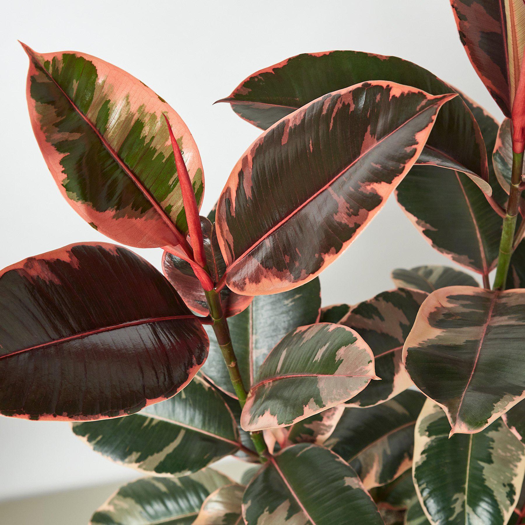 Ficus Elastica 'Ruby Pink'-Indoor Plants-The Succulent Source