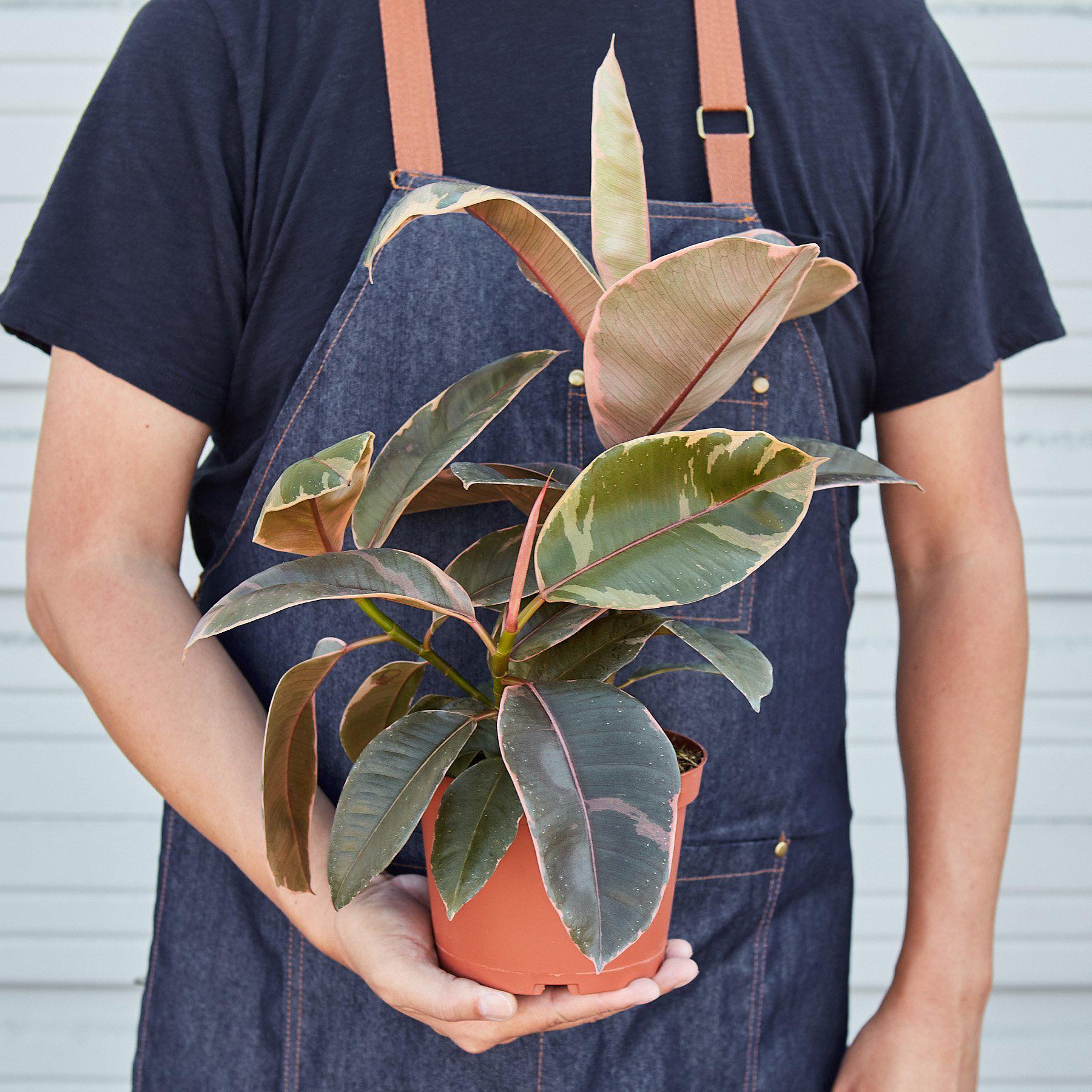 Ficus Elastica 'Ruby Pink'-Indoor Plants-The Succulent Source