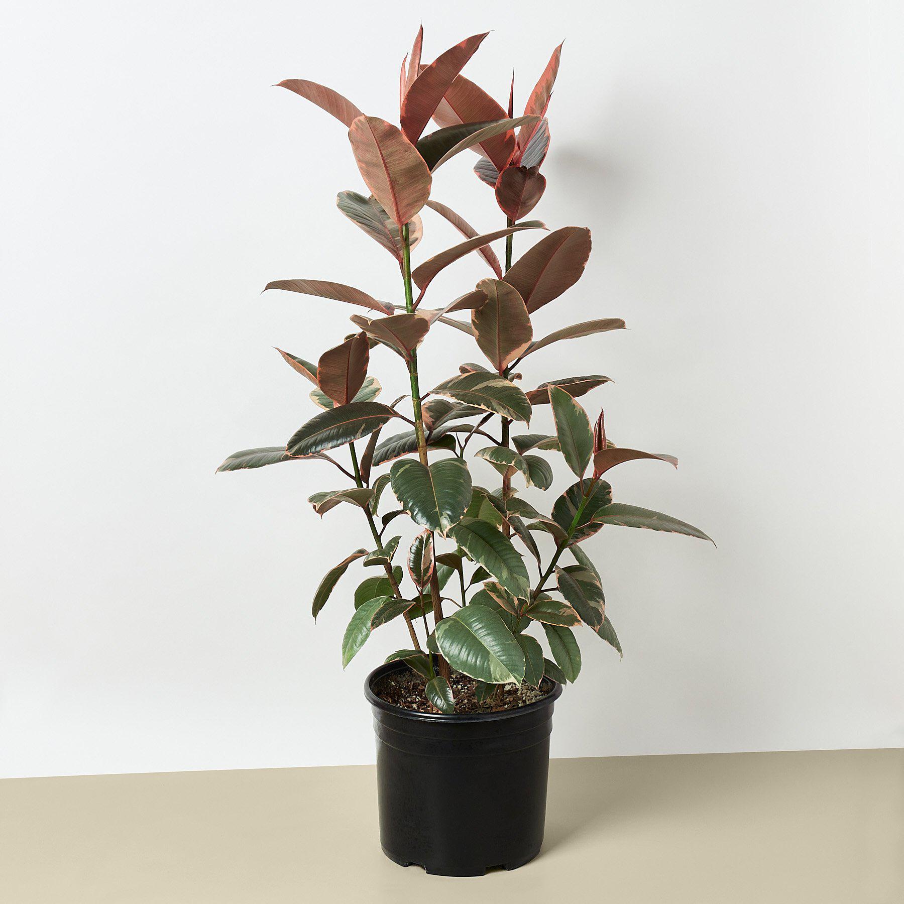 Ficus Elastica 'Ruby Pink'-Indoor Plants-The Succulent Source