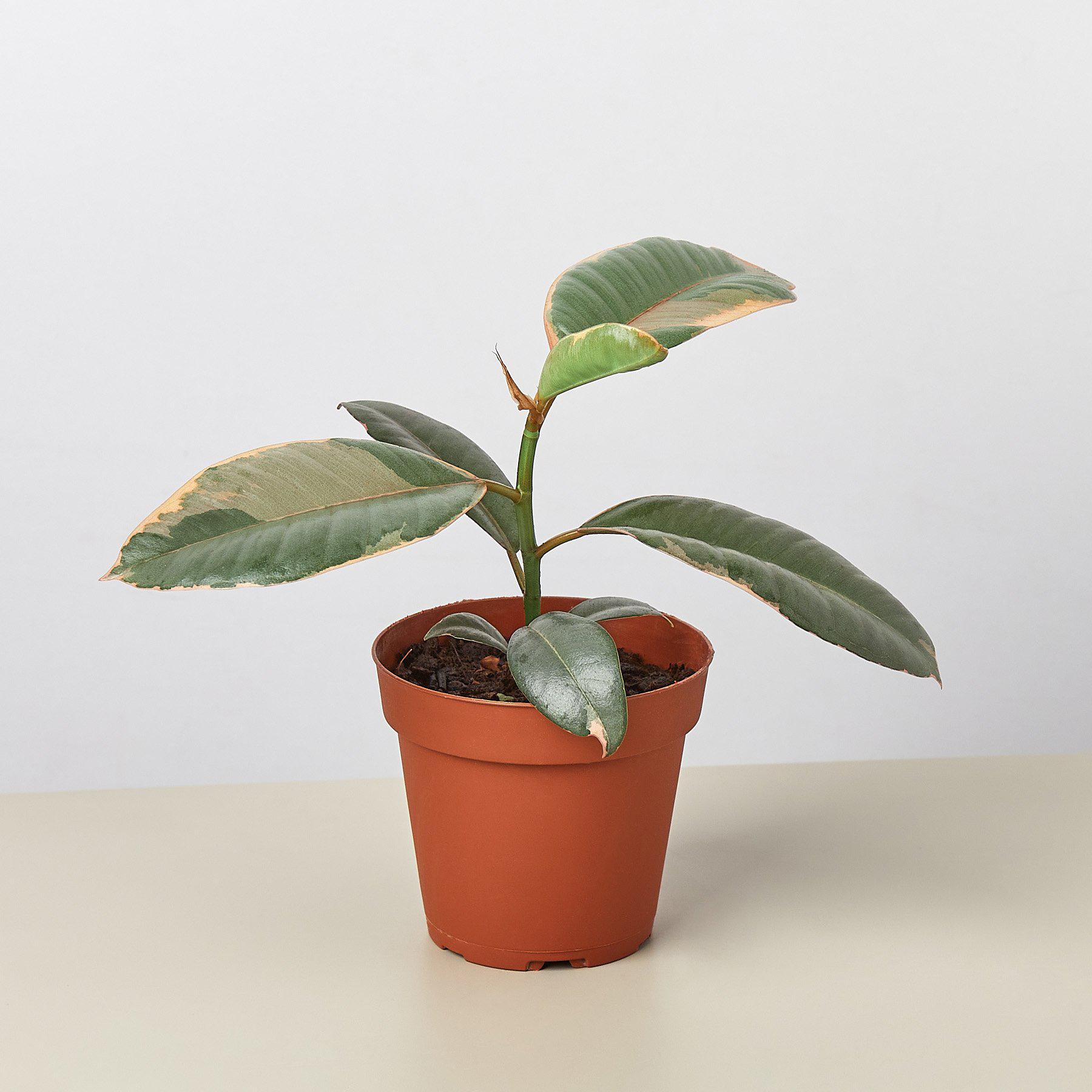 Ficus Elastica 'Ruby Pink'-Indoor Plants-The Succulent Source