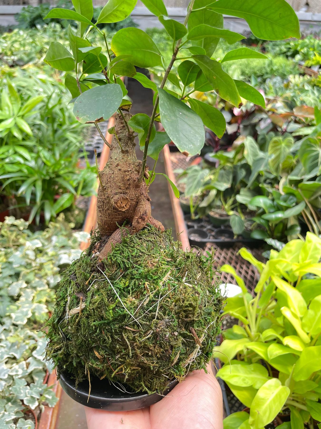 Ficus Ginseng Kokedama-The Succulent Source