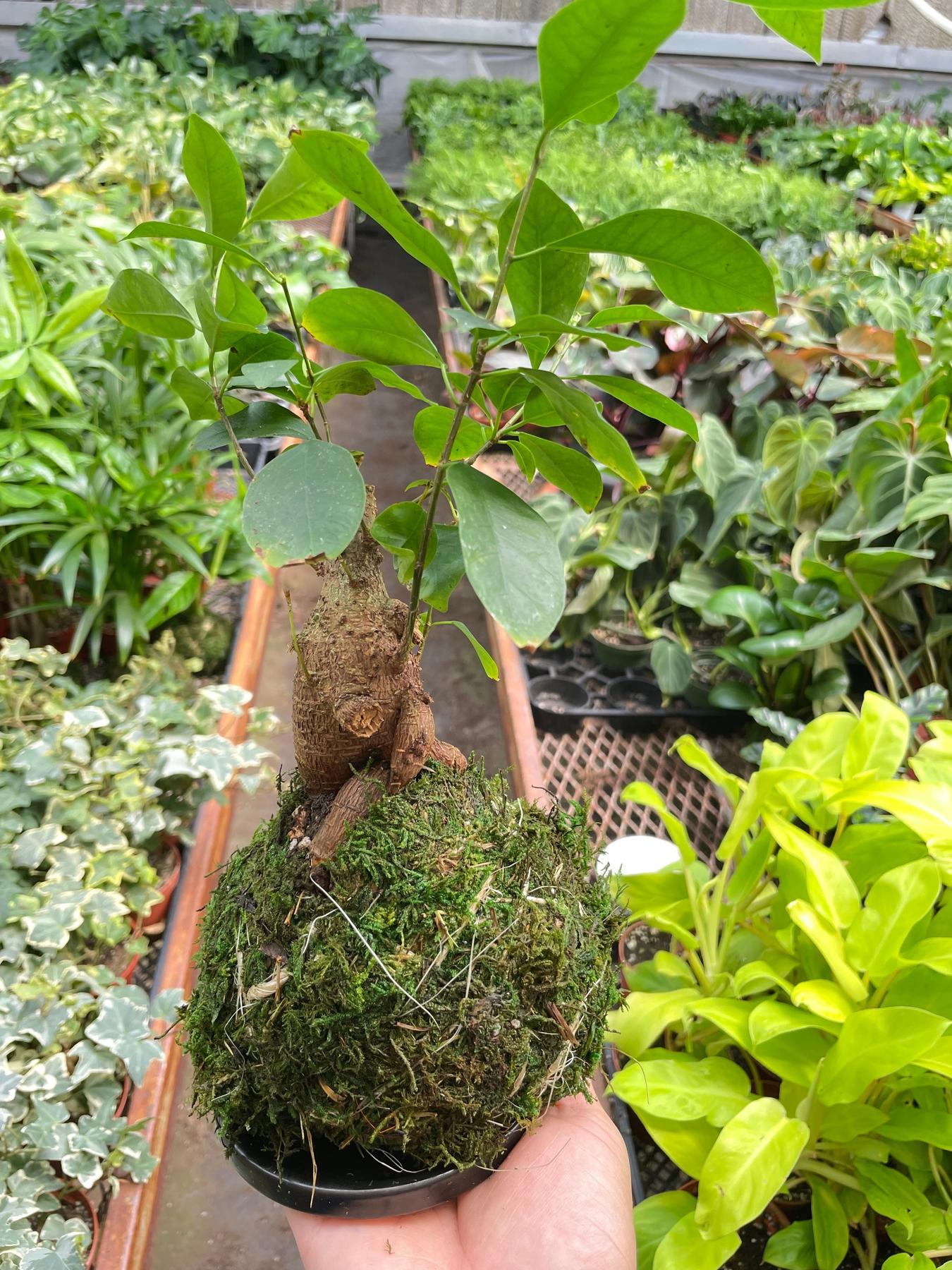 Ficus Ginseng Kokedama-The Succulent Source