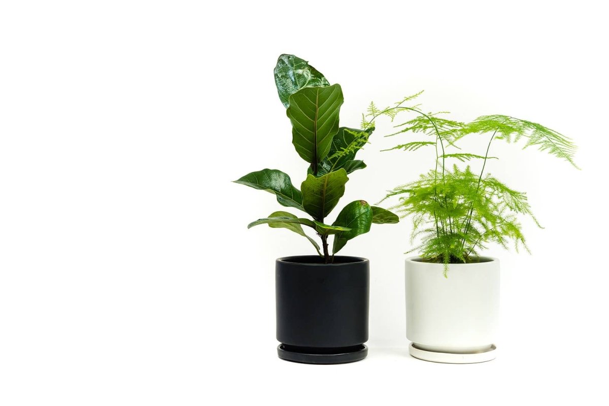 Gemstone Planter Pot 6.5 Inch-Pots & Planters-The Succulent Source