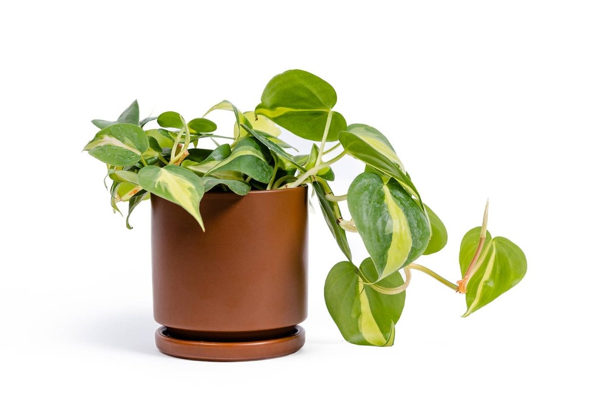 Gemstone Planter Pot 8.25 Inch-Planter-The Succulent Source
