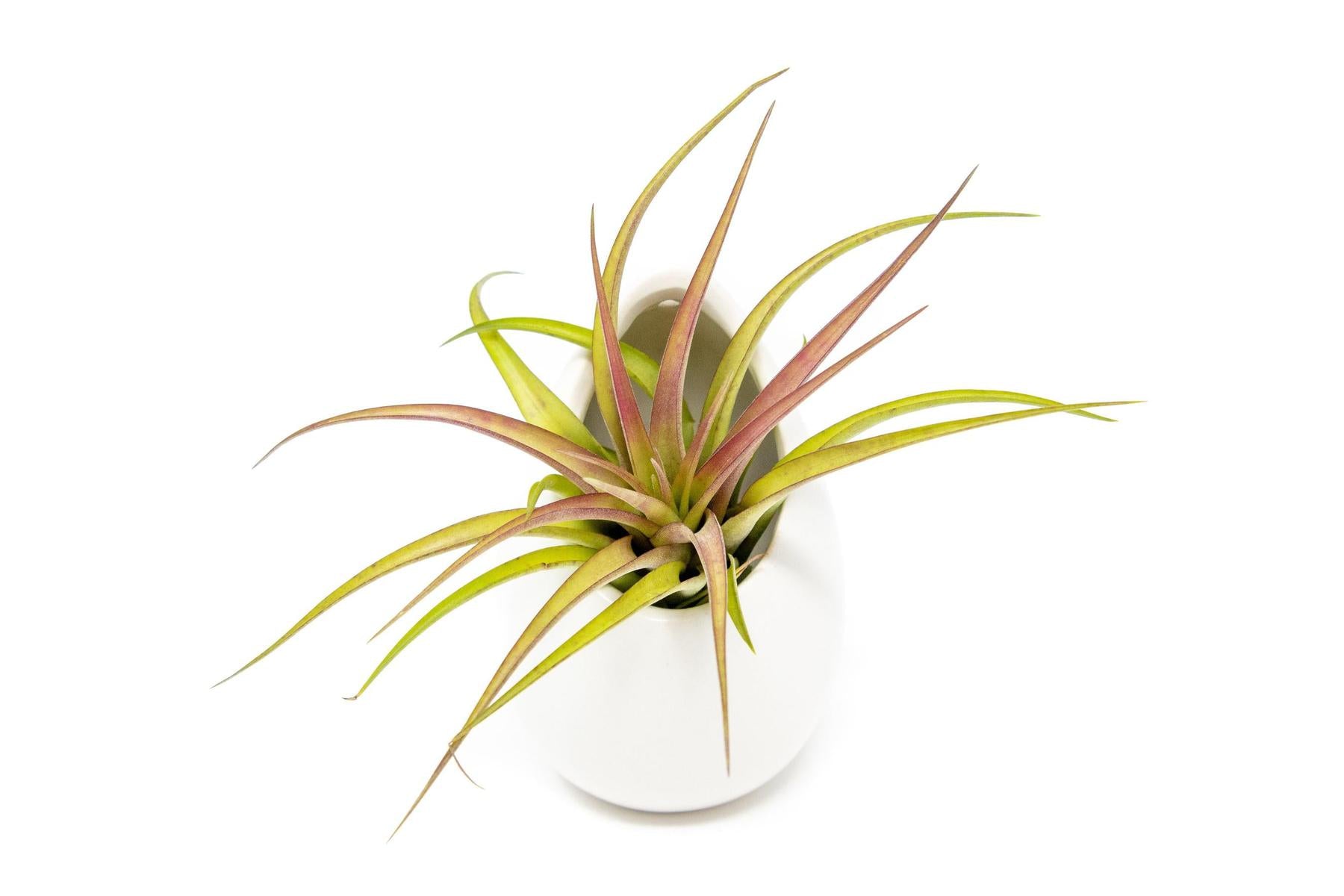 Gift Wrapped Large Ivory Ceramic Vase With Assorted Tillandsia Air Plant-terrarium-The Succulent Source