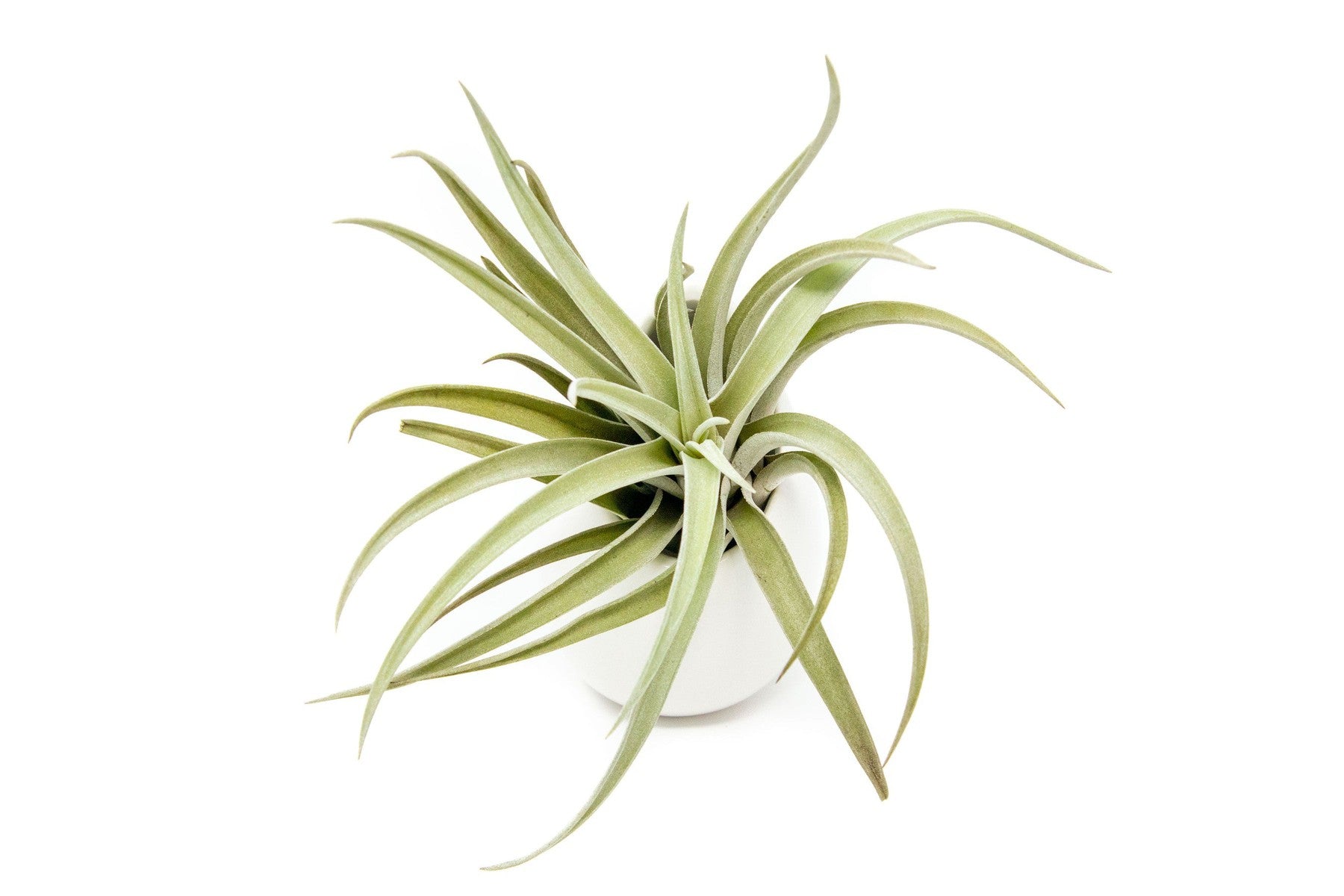 Gift Wrapped Large Ivory Ceramic Vase With Assorted Tillandsia Air Plant-terrarium-The Succulent Source