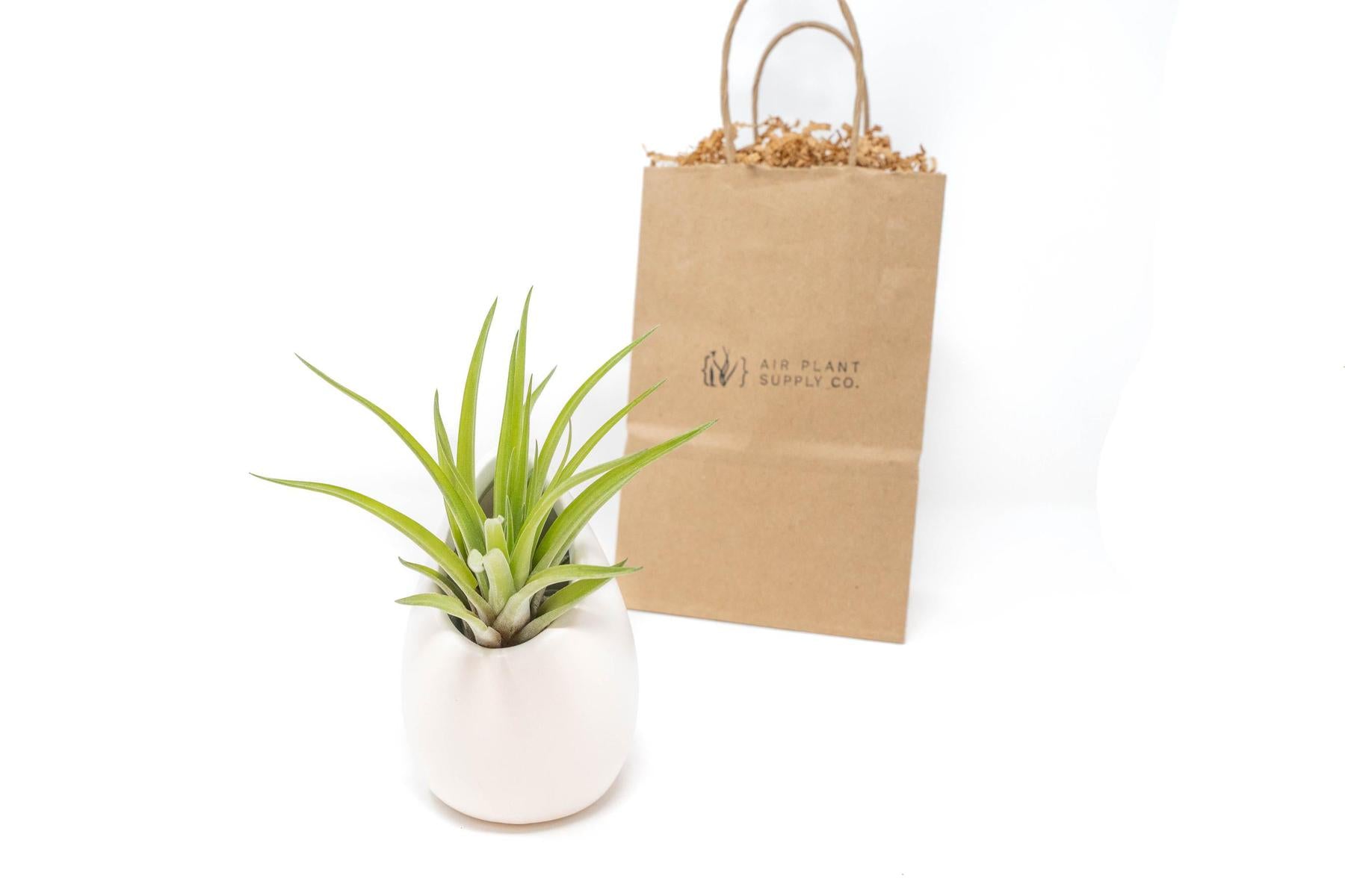 Gift Wrapped Large Ivory Ceramic Vase With Custom Tillandsia Air Plant-terrarium-The Succulent Source