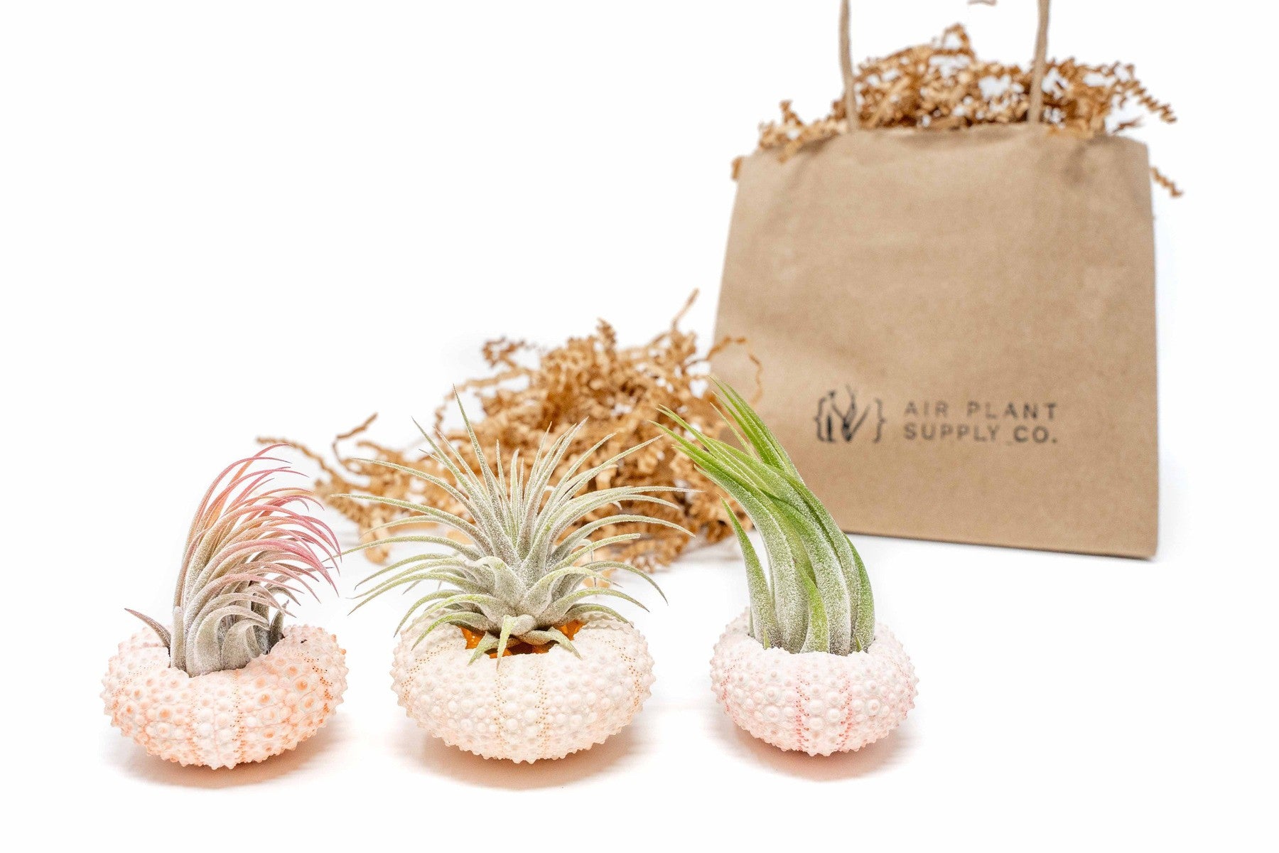 Gift Wrapped Pink Urchins with Tillandsia Air Plants-terrarium-The Succulent Source
