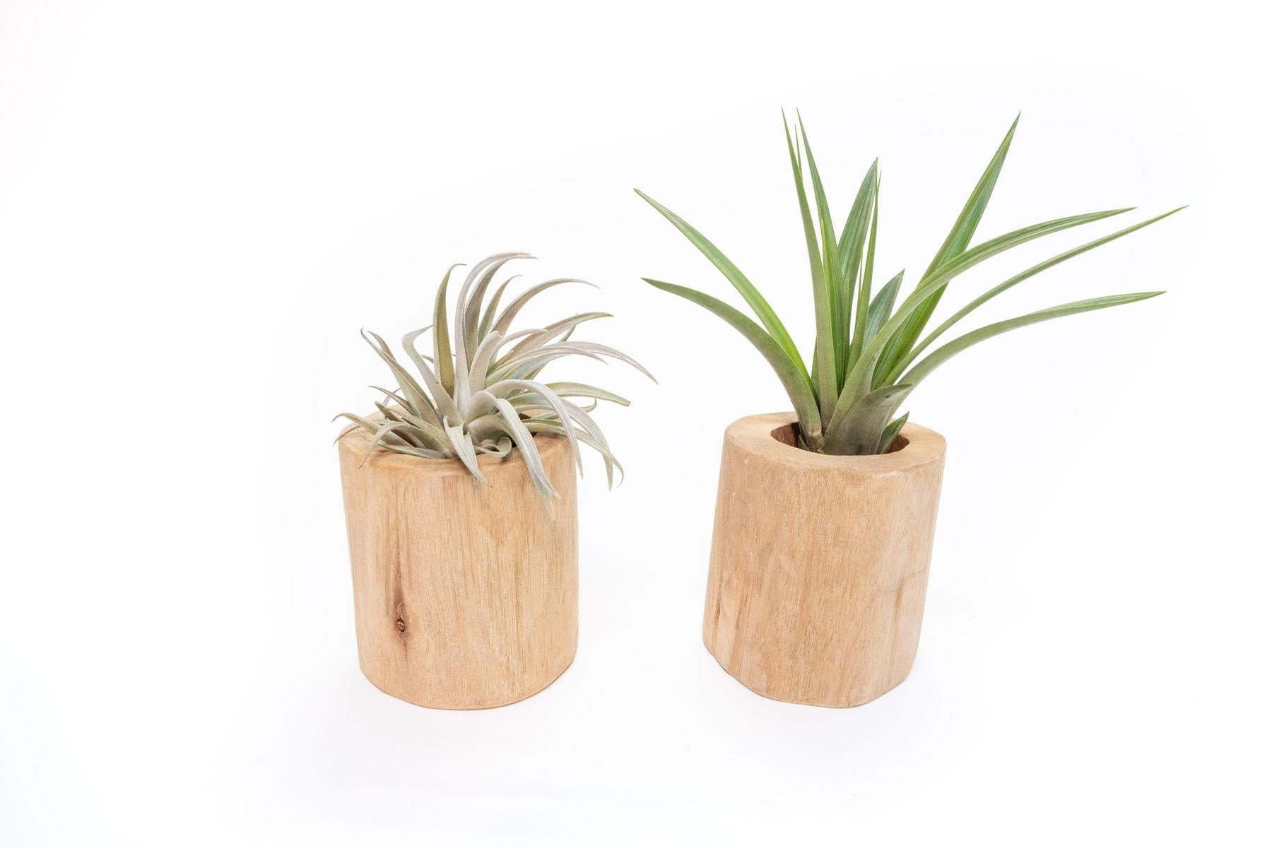 Gift Wrapped Set of 2 Large Driftwood Containers with Assorted Tillandsia Air Plants-Plants-The Succulent Source
