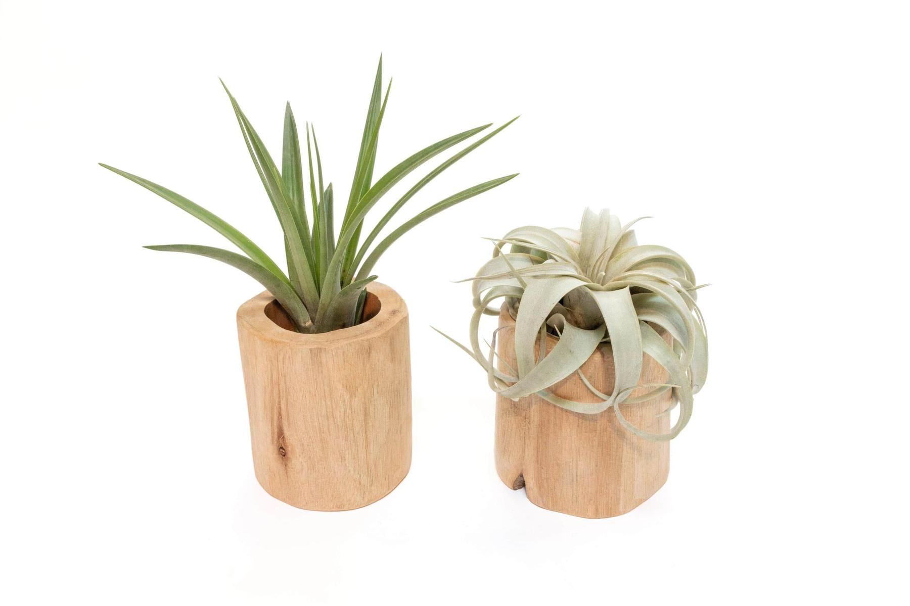 Gift Wrapped Set of 2 Large Driftwood Containers with Assorted Tillandsia Air Plants-Plants-The Succulent Source
