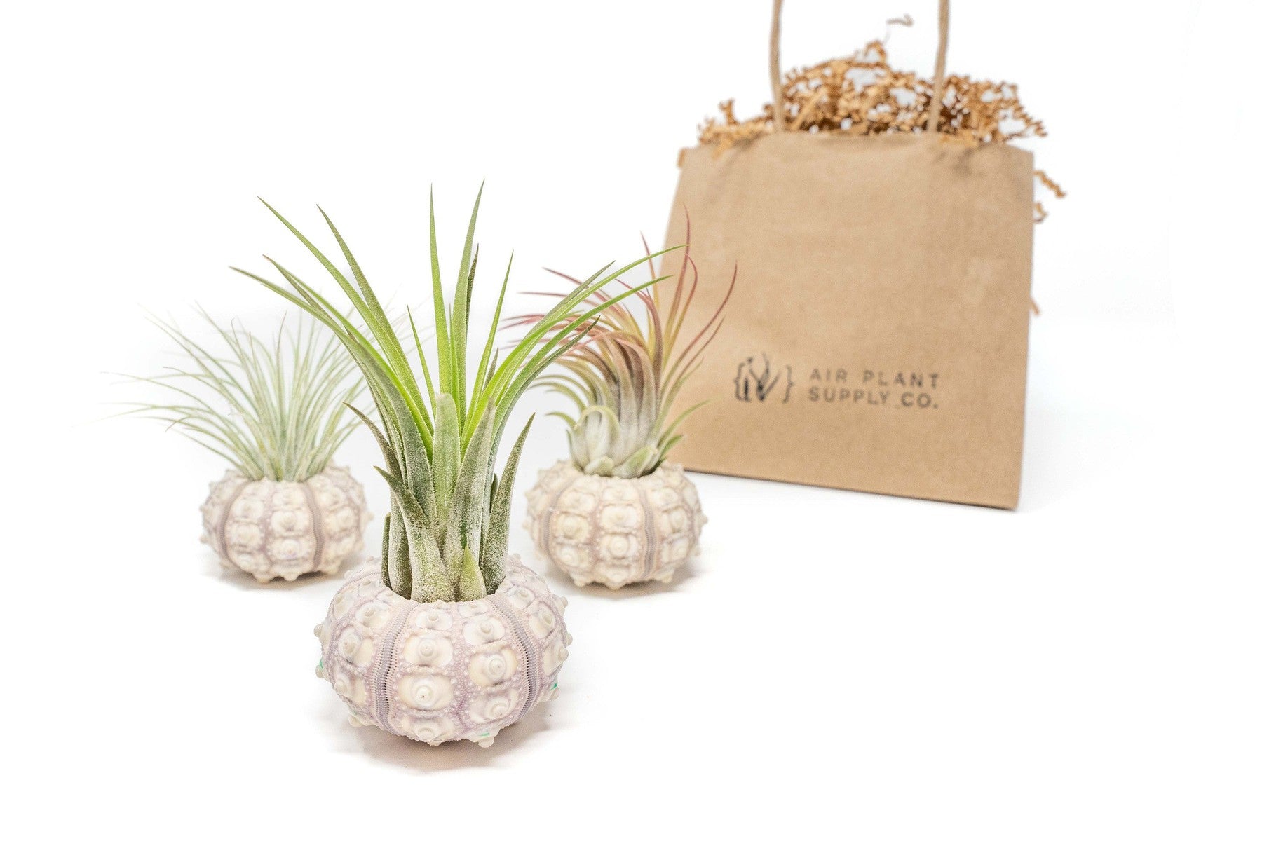 Gift Wrapped Sputnik Urchins with Tillandsia Air Plants-terrarium-The Succulent Source