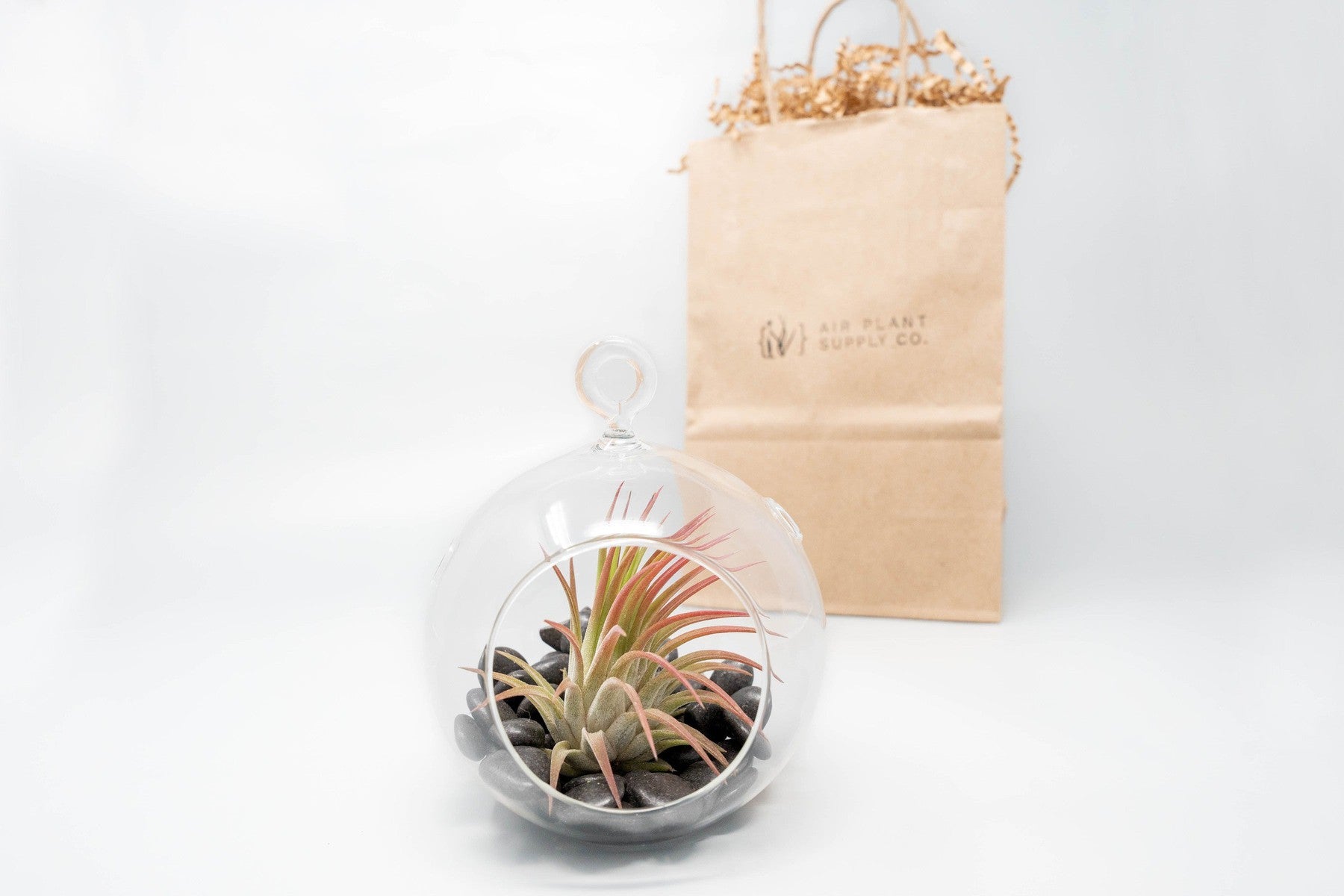 Gift Wrapped Terrarium Kits with Tillandsia Air Plants-terrarium-The Succulent Source