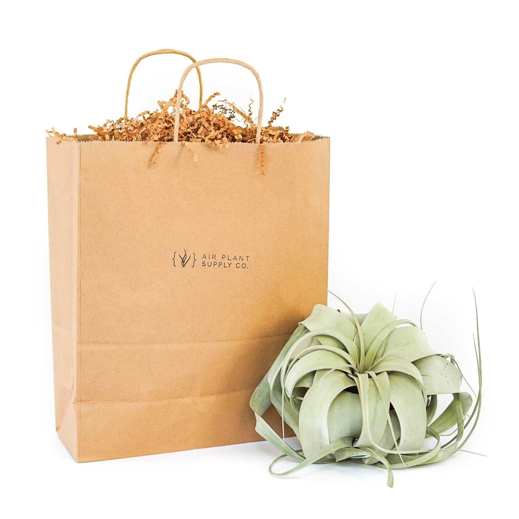 Gift Wrapped Tillandsia Xerographica-airplant-The Succulent Source