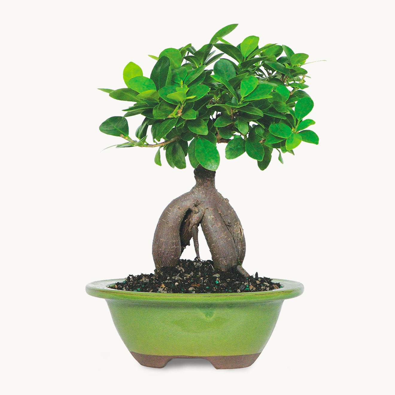 Ginseng Grafted Ficus-The Succulent Source