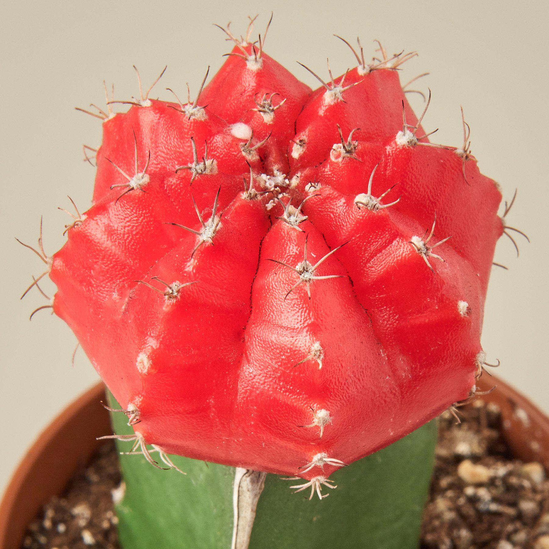 Graft Cactus 'Red'-Cactus-The Succulent Source