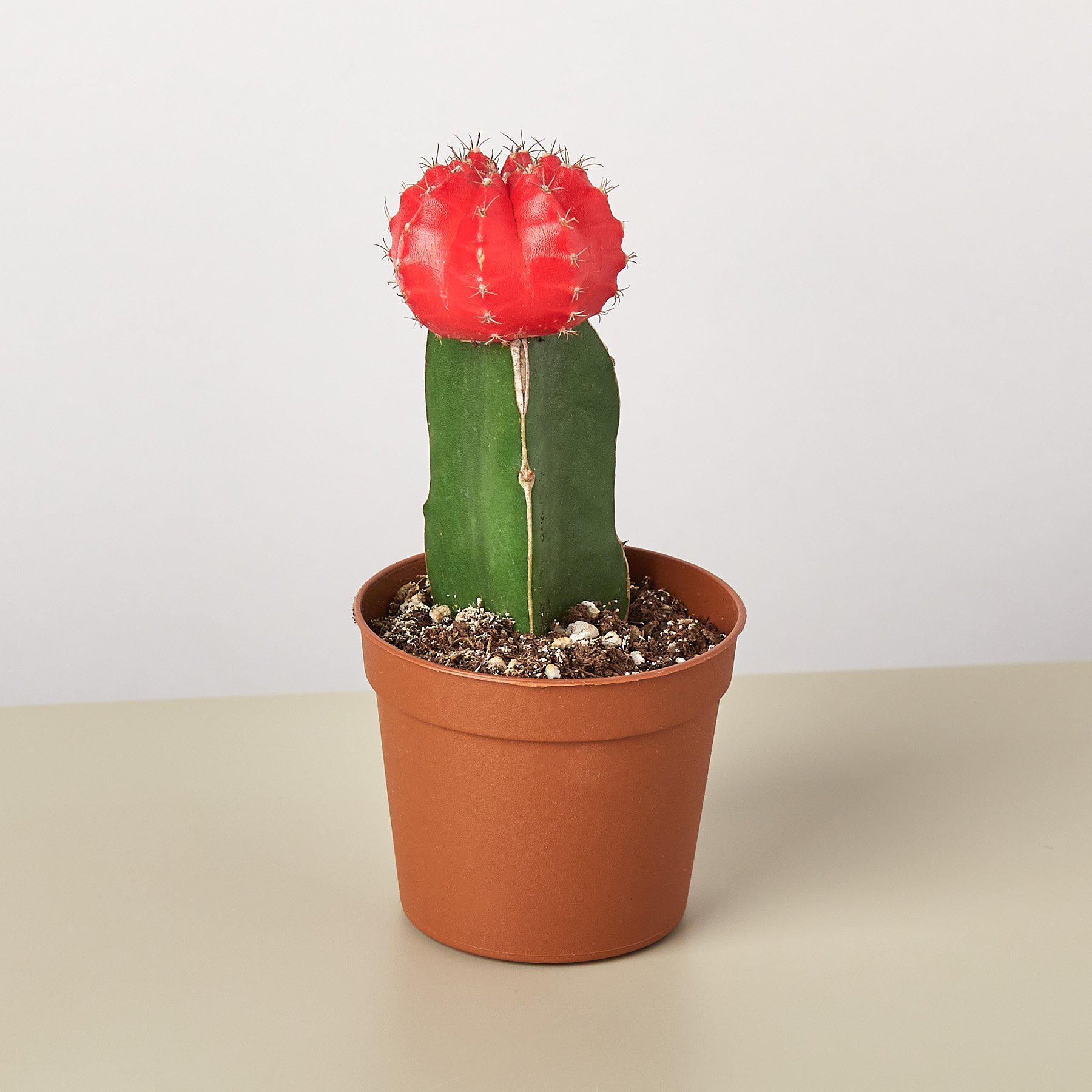 Graft Cactus 'Red'-Cactus-The Succulent Source