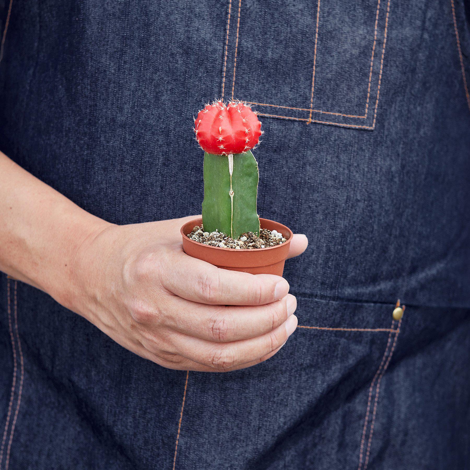 Graft Cactus 'Red'-Cactus-The Succulent Source