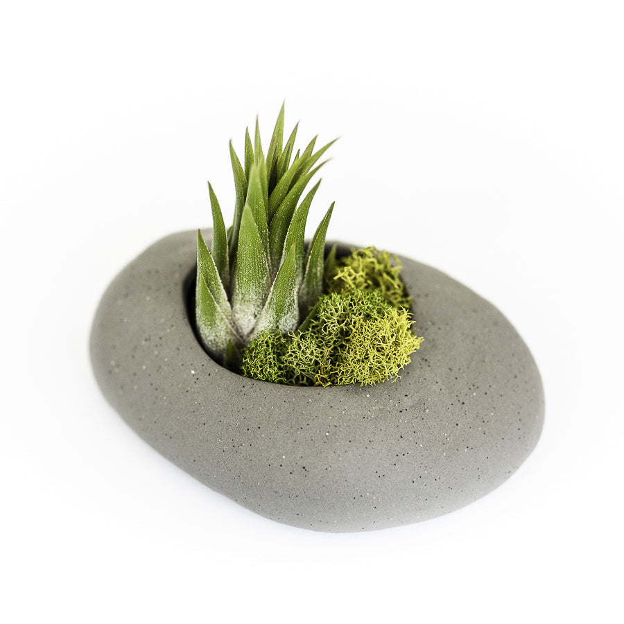 Gray Ceramic Stone Tillandsia Air Plant Holder-terrarium-The Succulent Source
