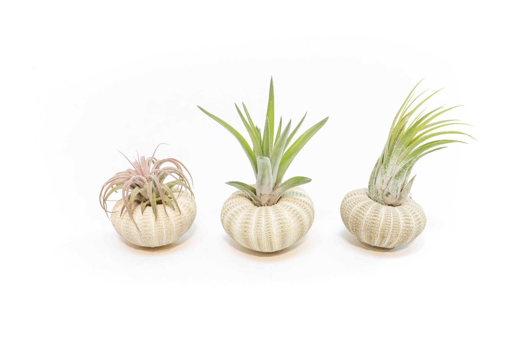 Green Urchins with Tillandsia Air Plants - Set of 1, 3 or 5-terrarium-The Succulent Source