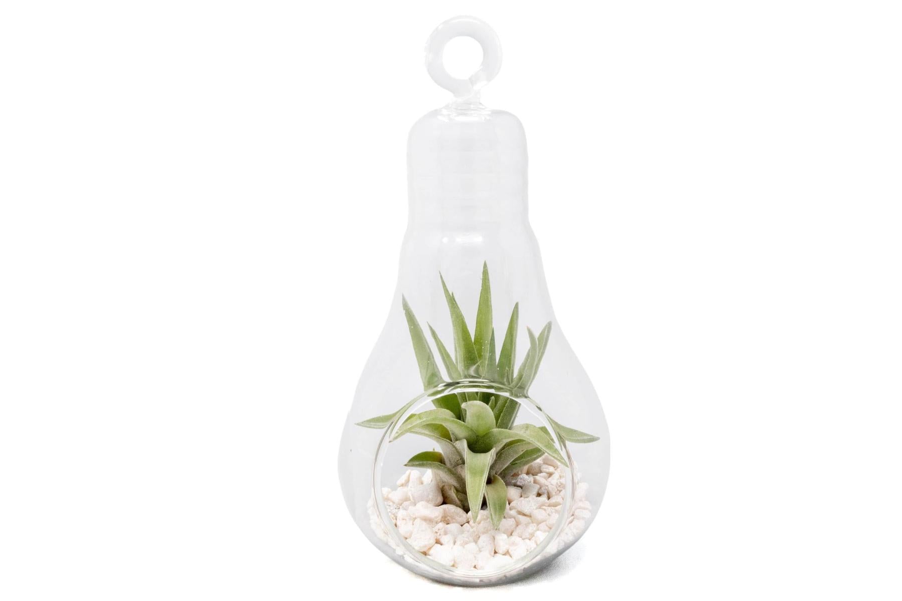 succulent in light bulb Hanging Light Bulb Terrarium with Crushed White Stones and Tillandsia